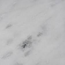 Mármore Branco Comum