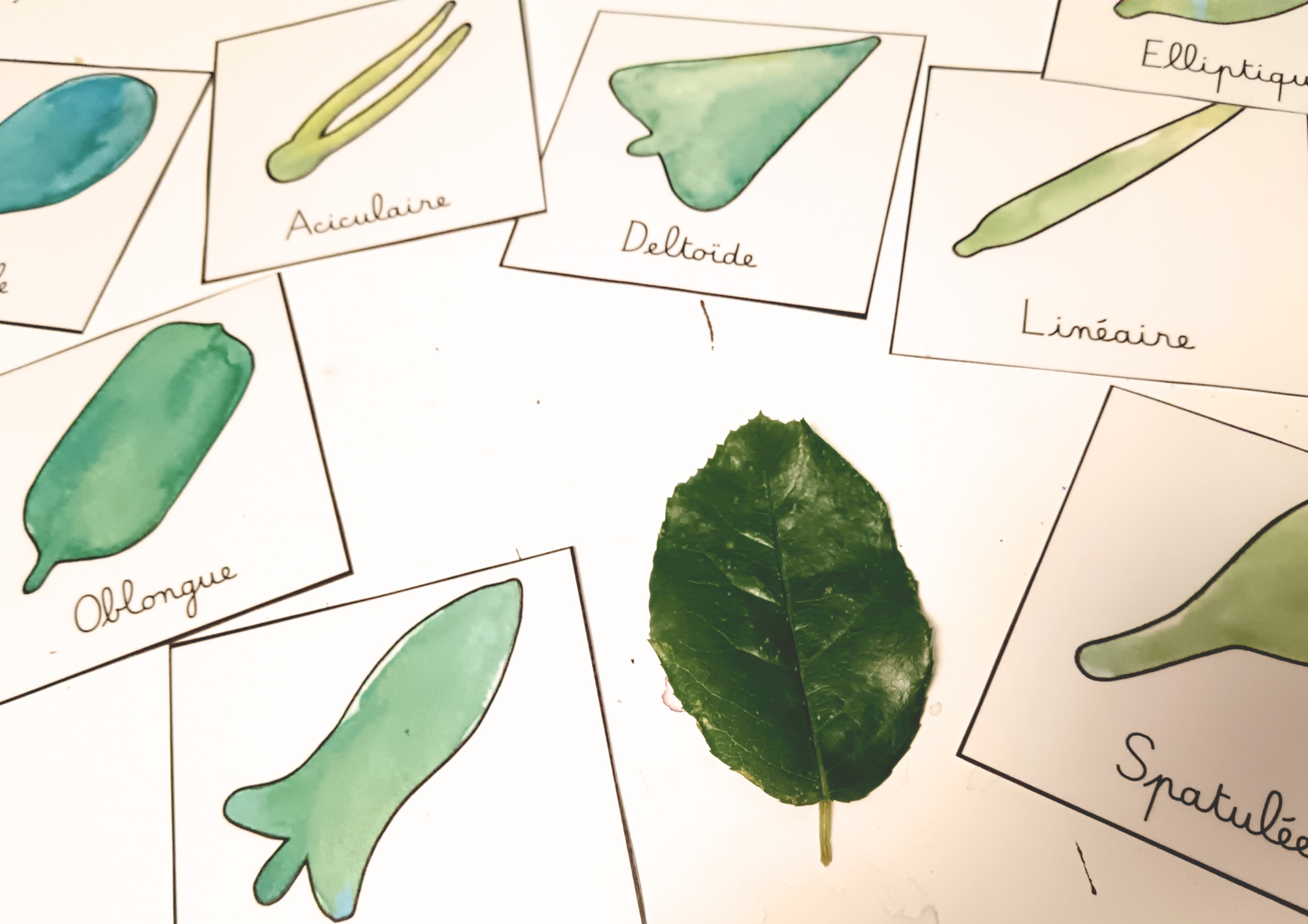 Forme du limbe des feuilles simples