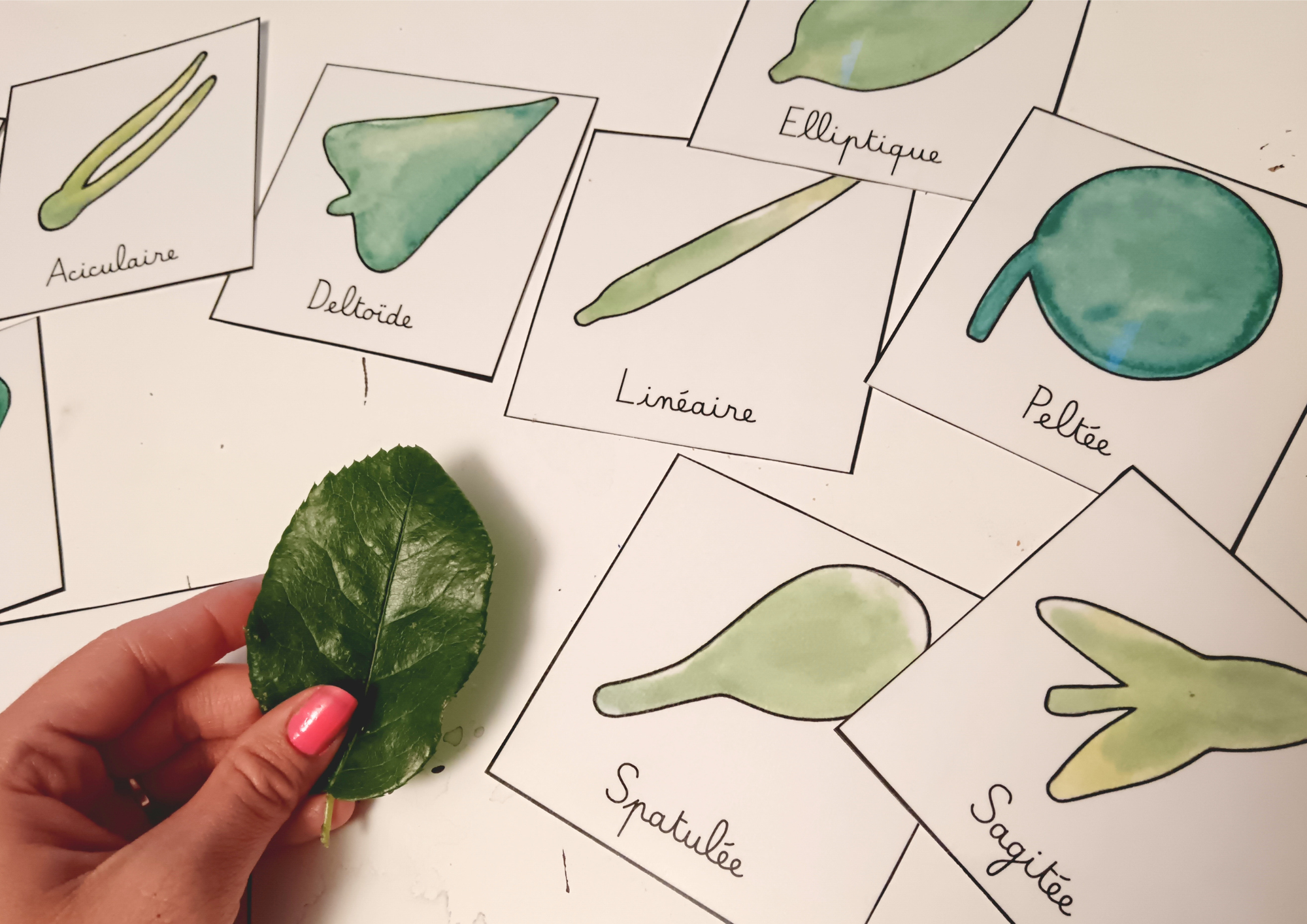 Forme du limbe des feuilles simples