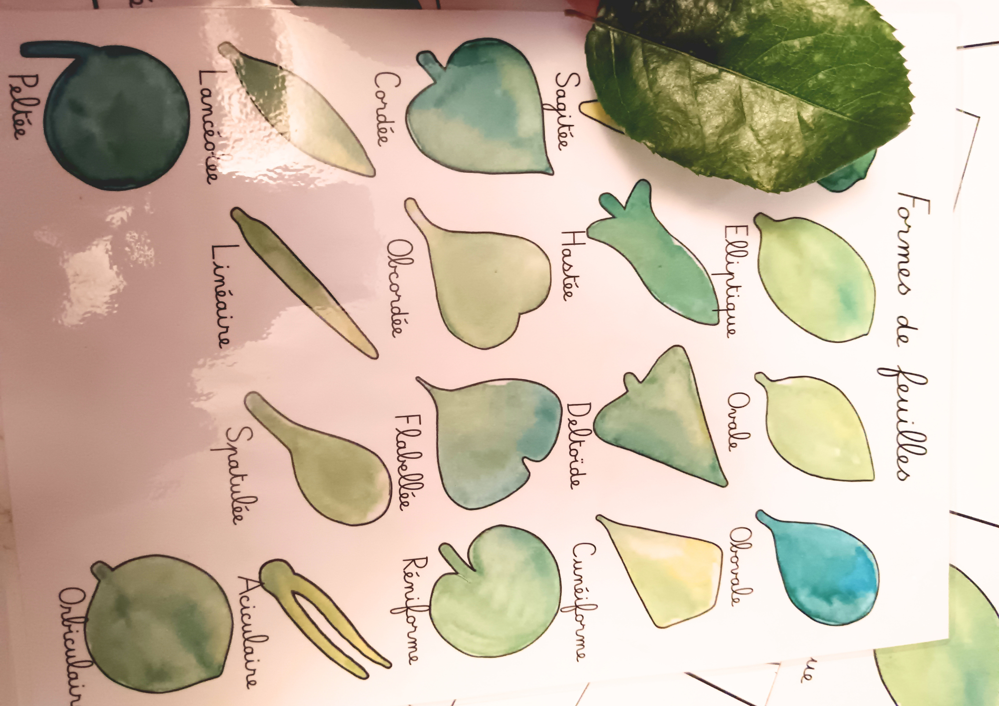 Forme du limbe des feuilles simples