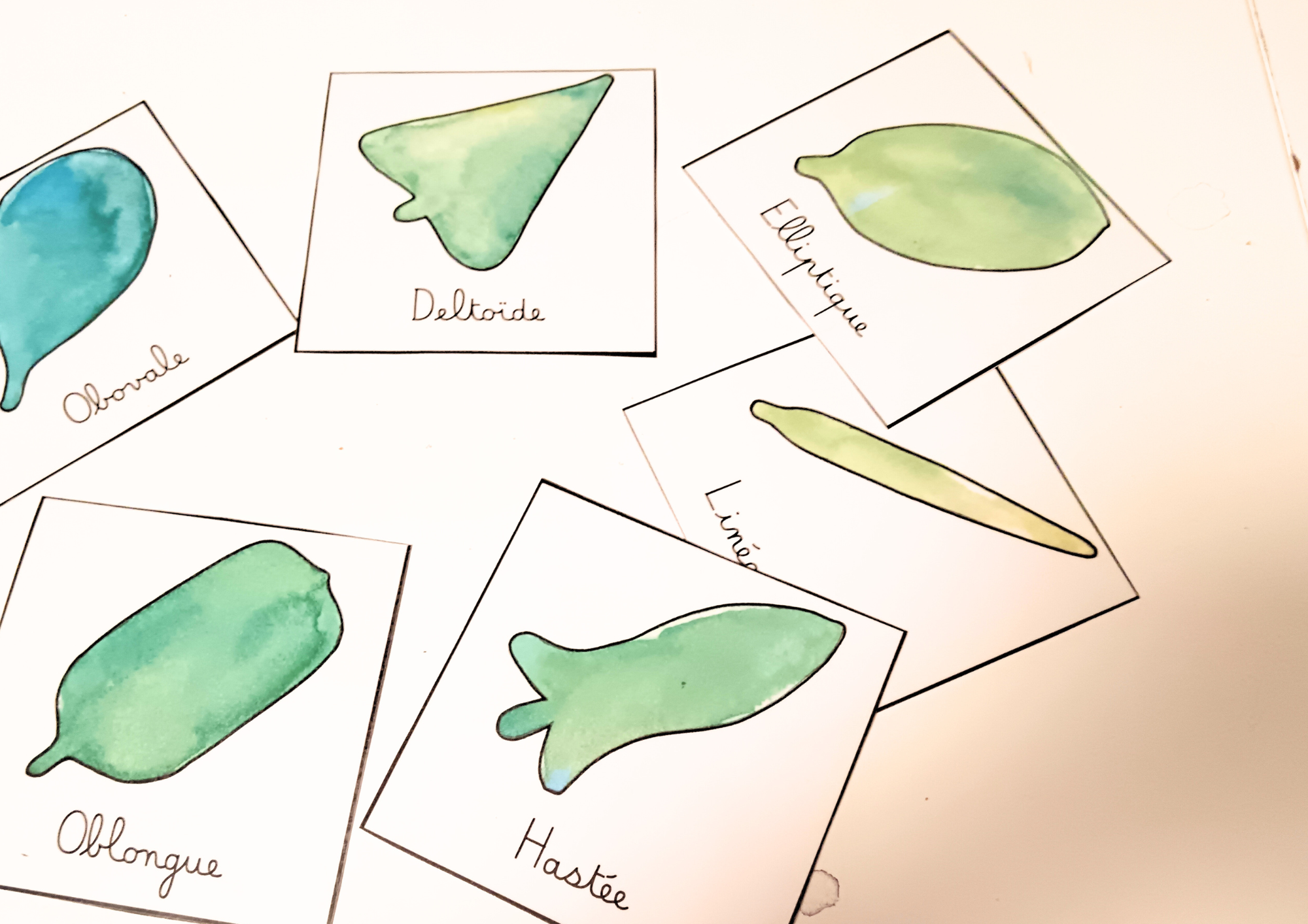 Forme du limbe des feuilles simples