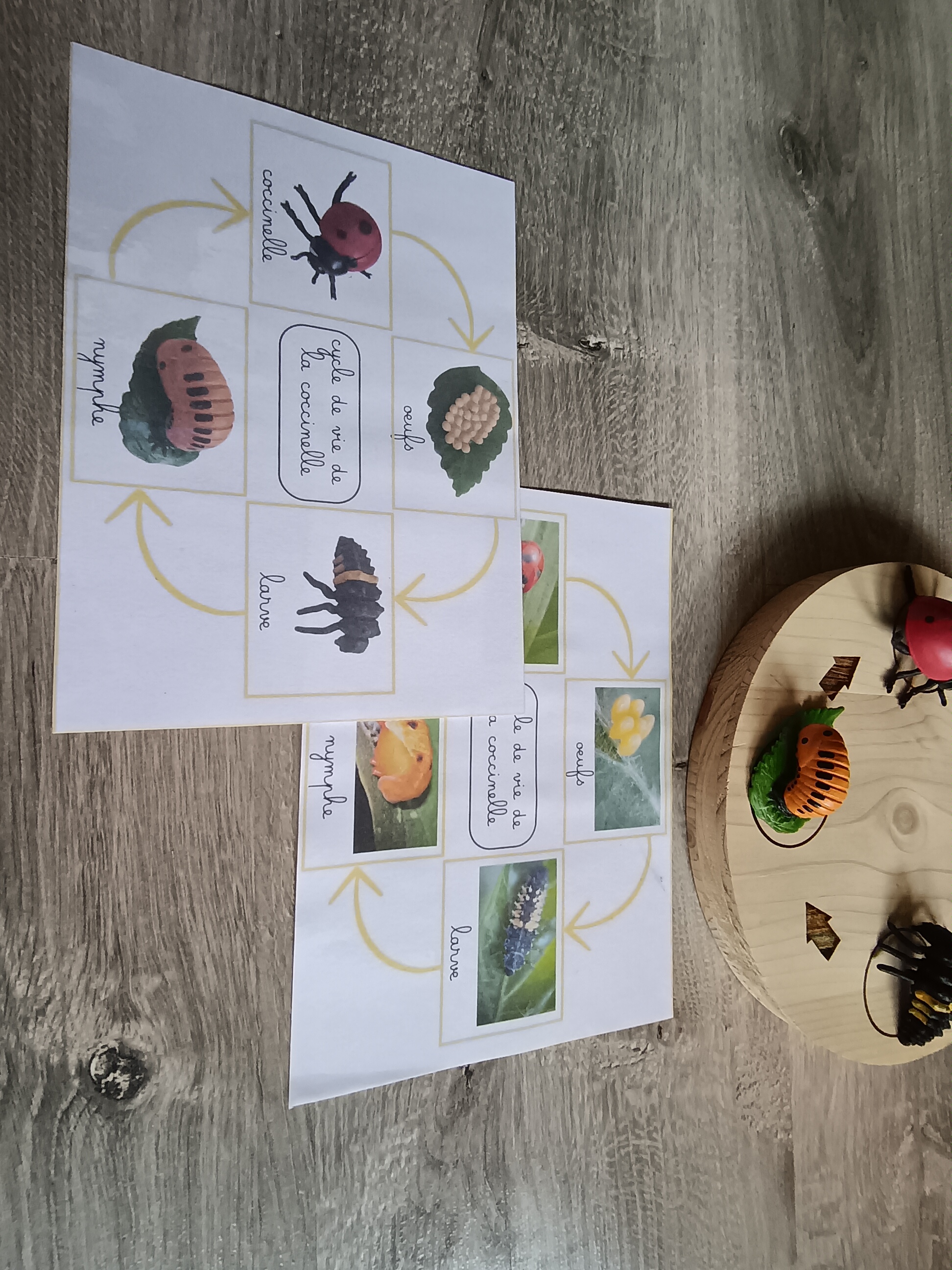 Cycle de développement de la coccinelle