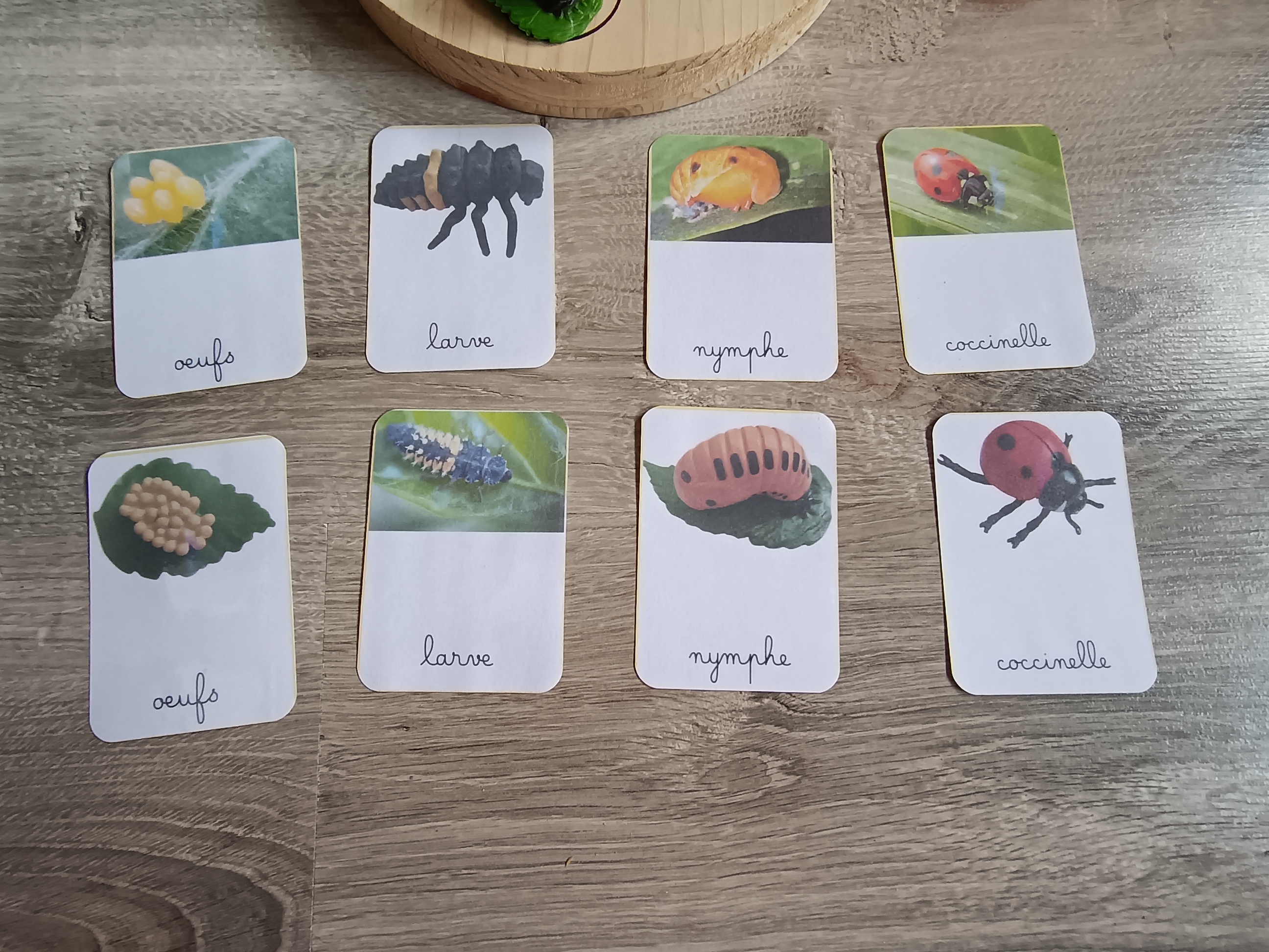 Cycle de développement de la coccinelle