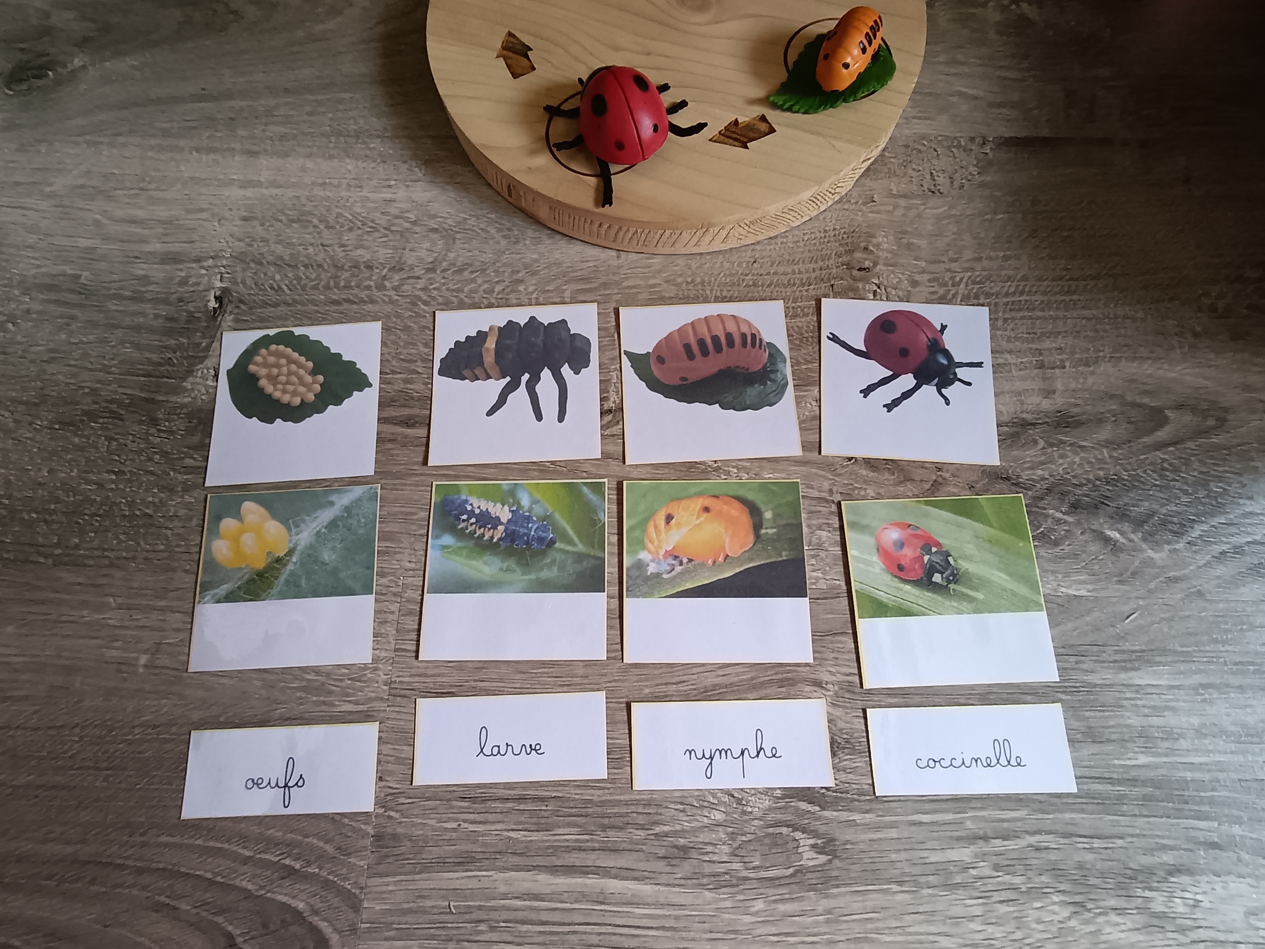 Cycle de développement de la coccinelle