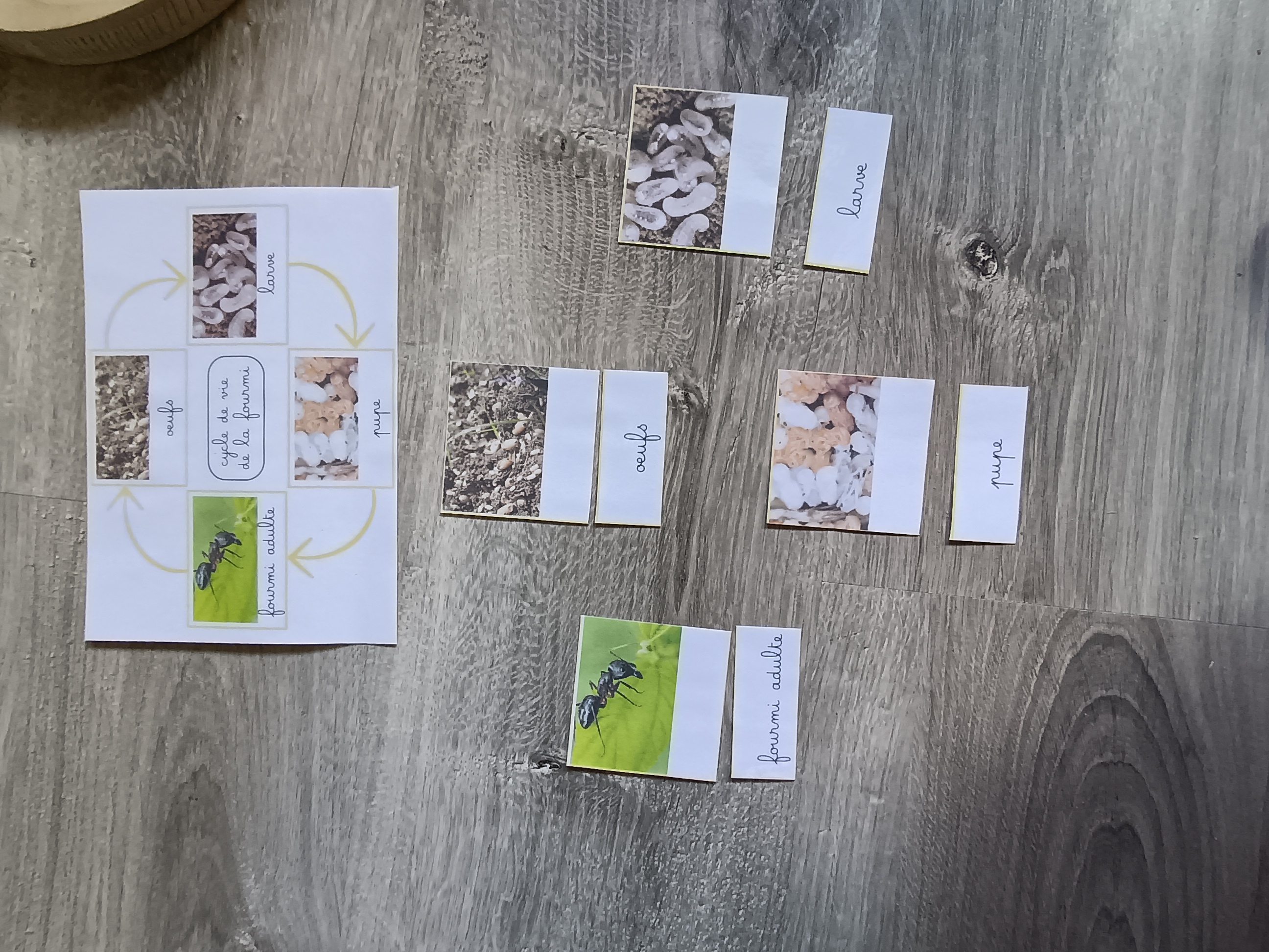 Cycle de développement de la fourmi