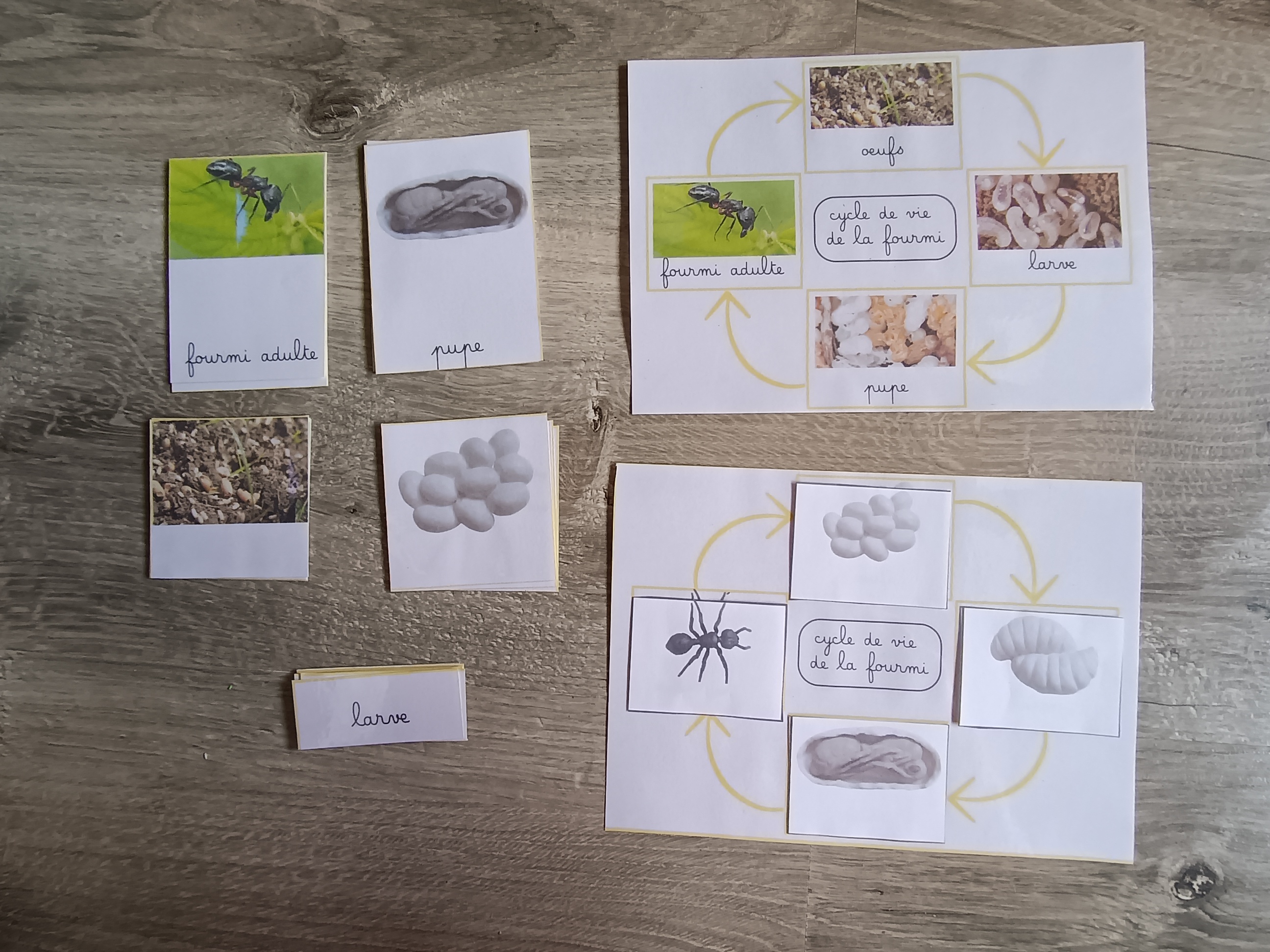 Cycle de développement de la fourmi
