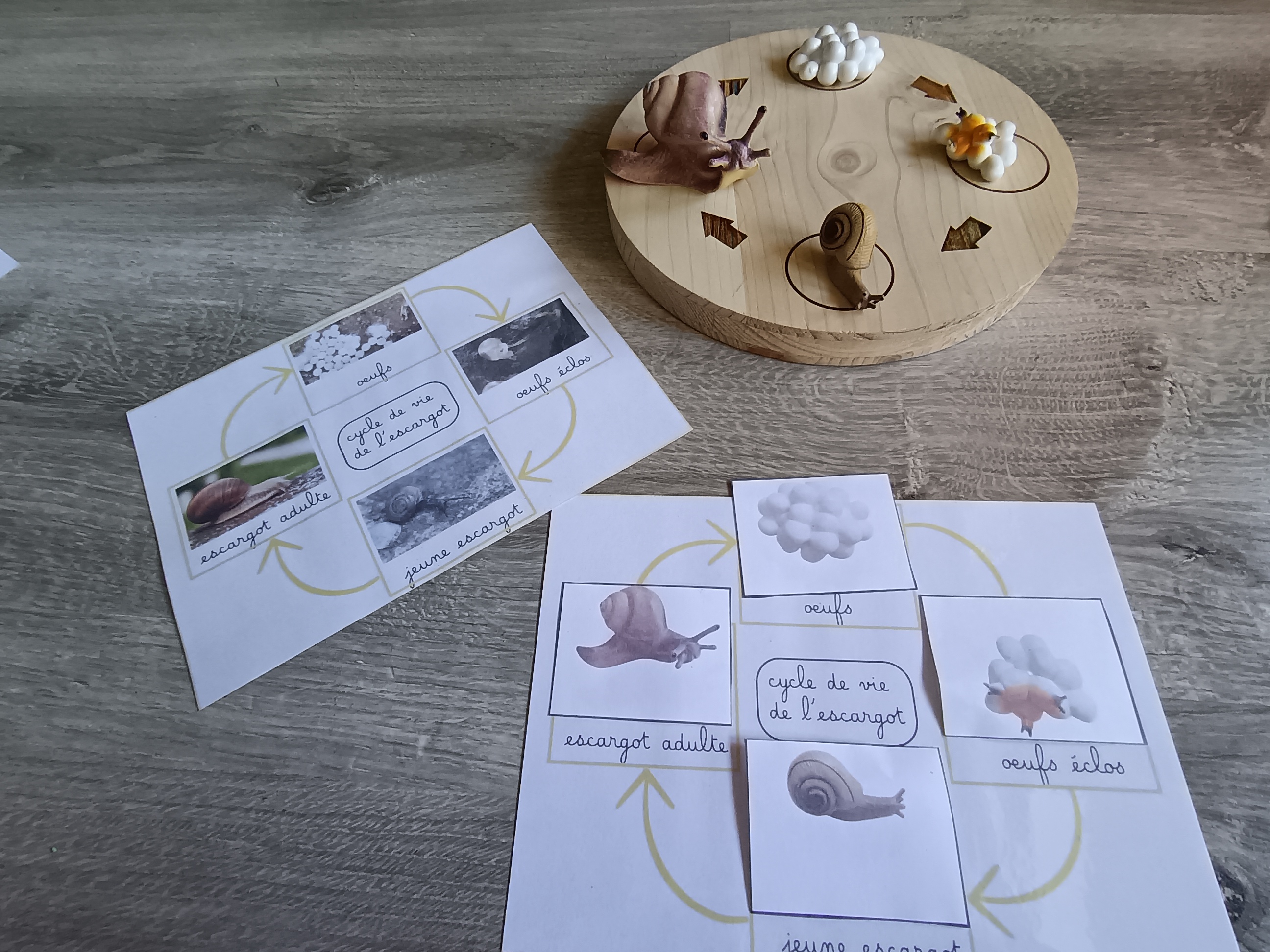 Cycle de développement de l'escargot