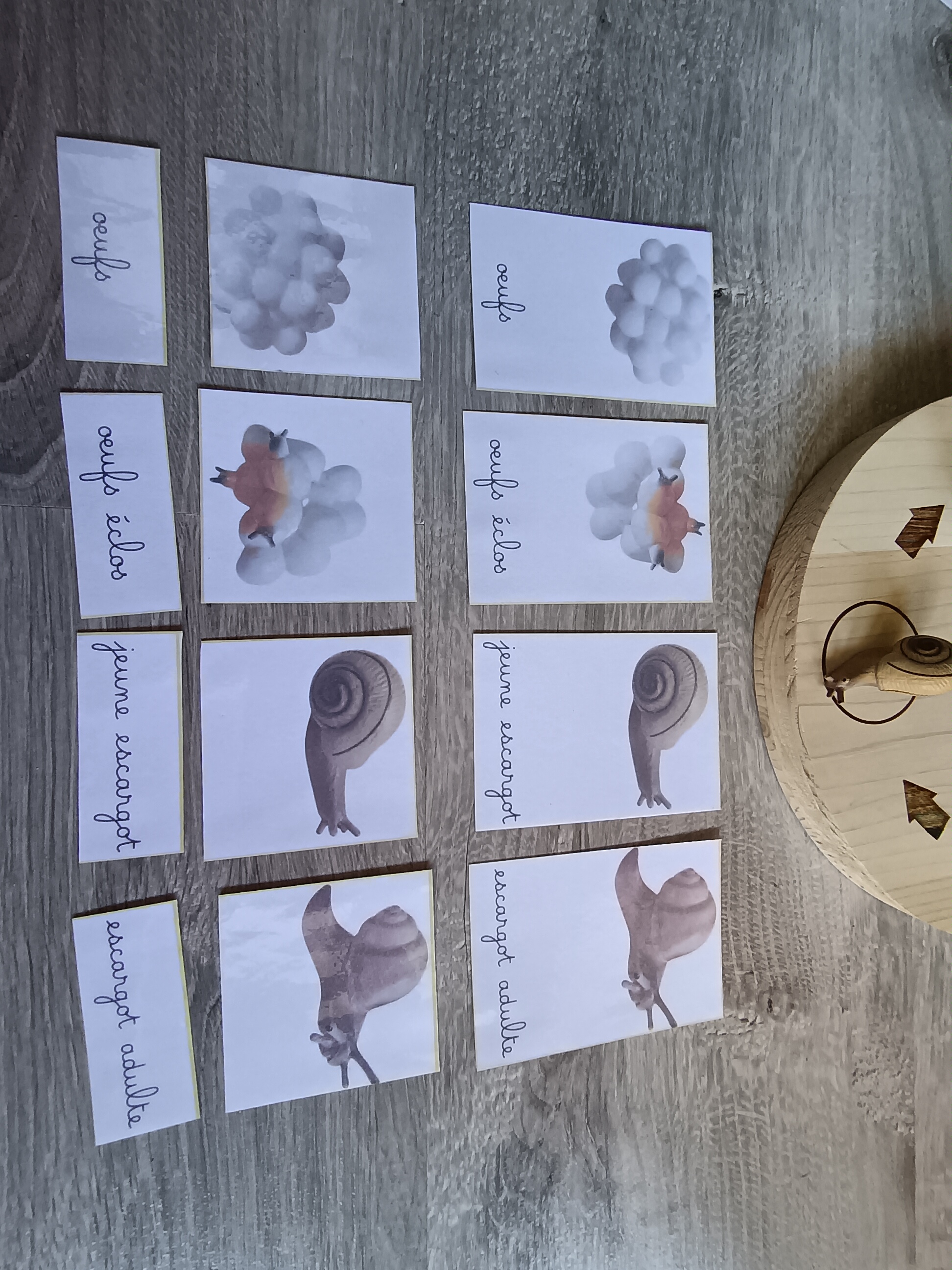 Cycle de développement de l'escargot