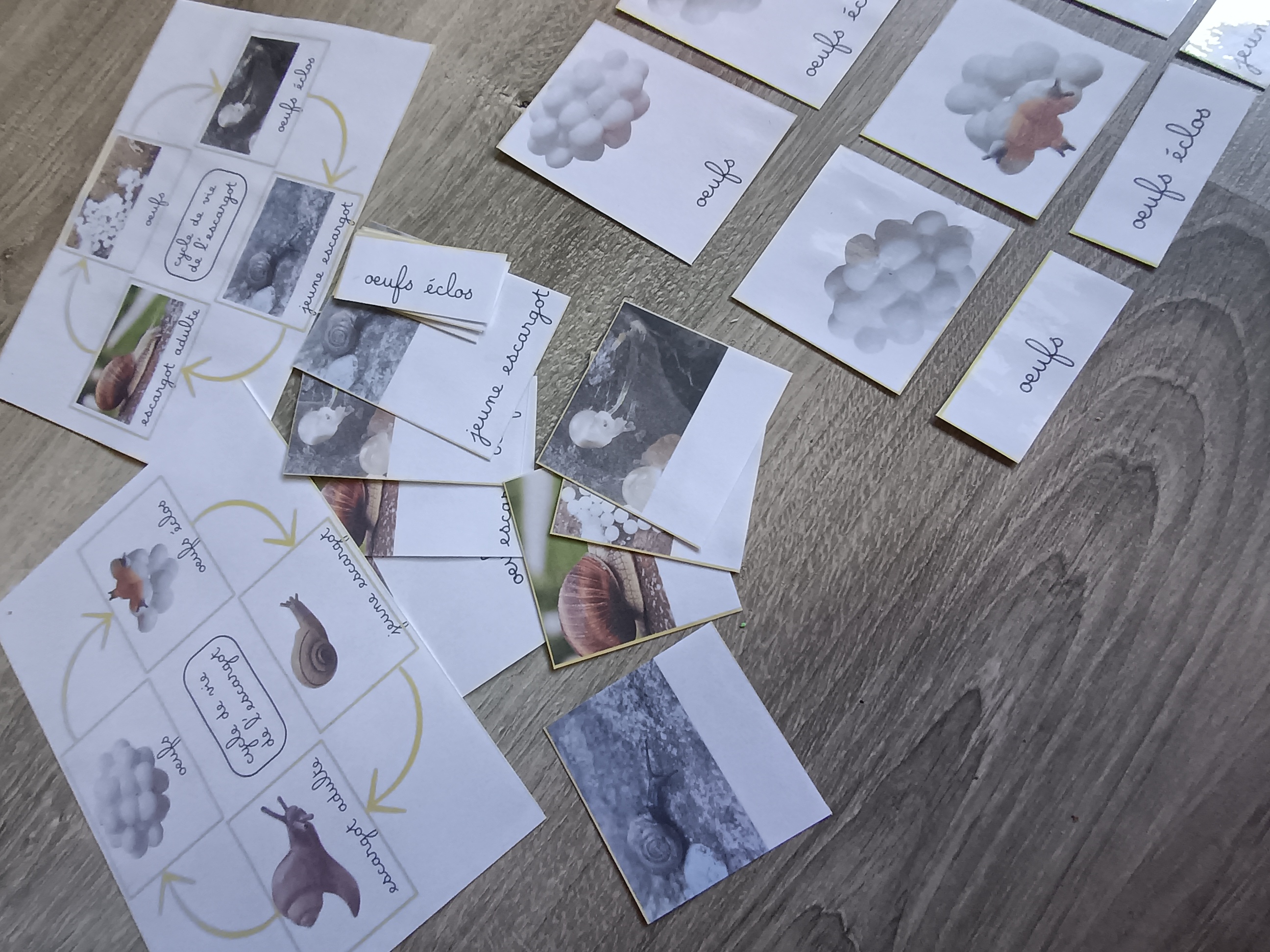 Cycle de développement de l'escargot