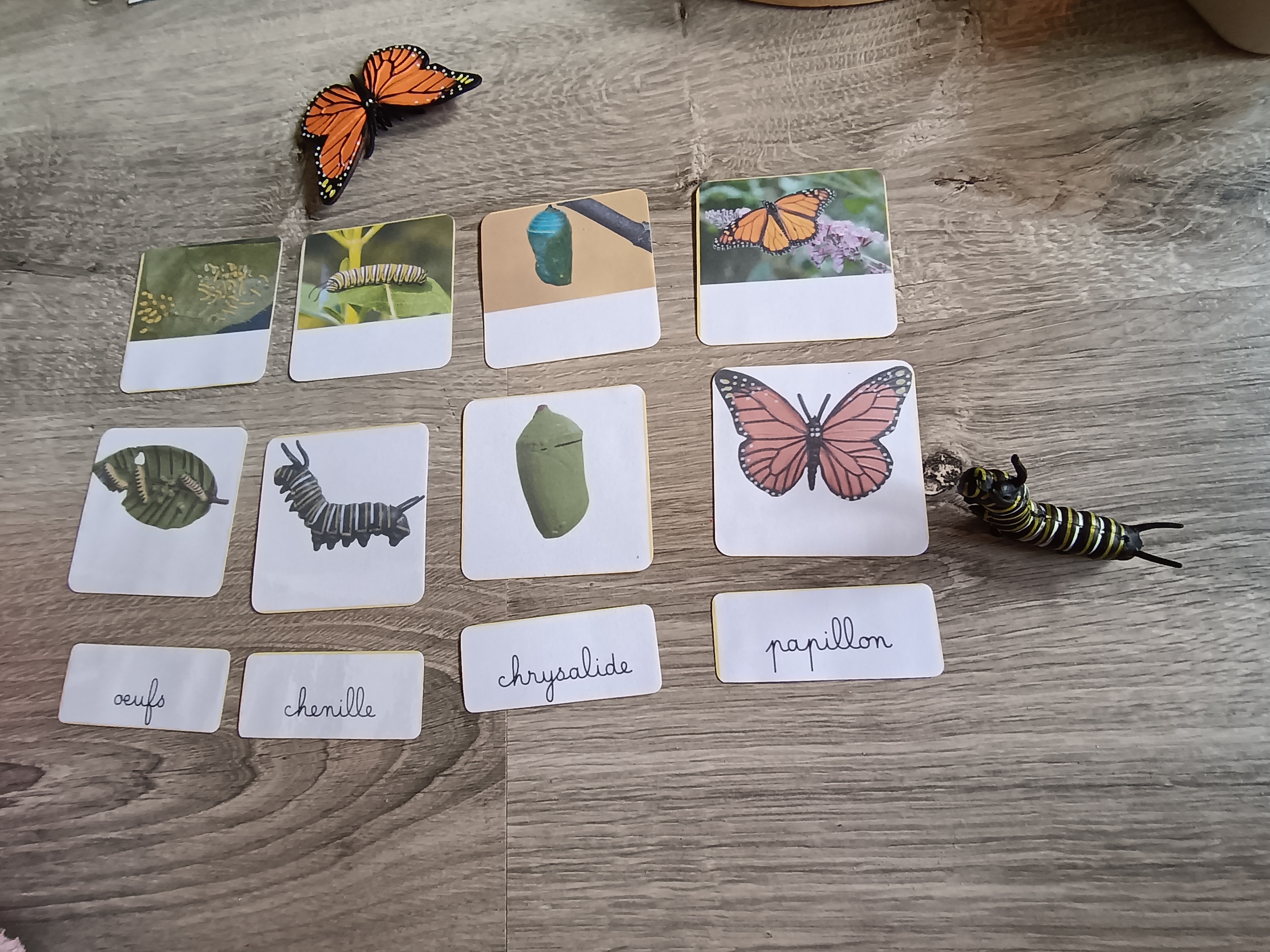 Cycle de développement du papillon