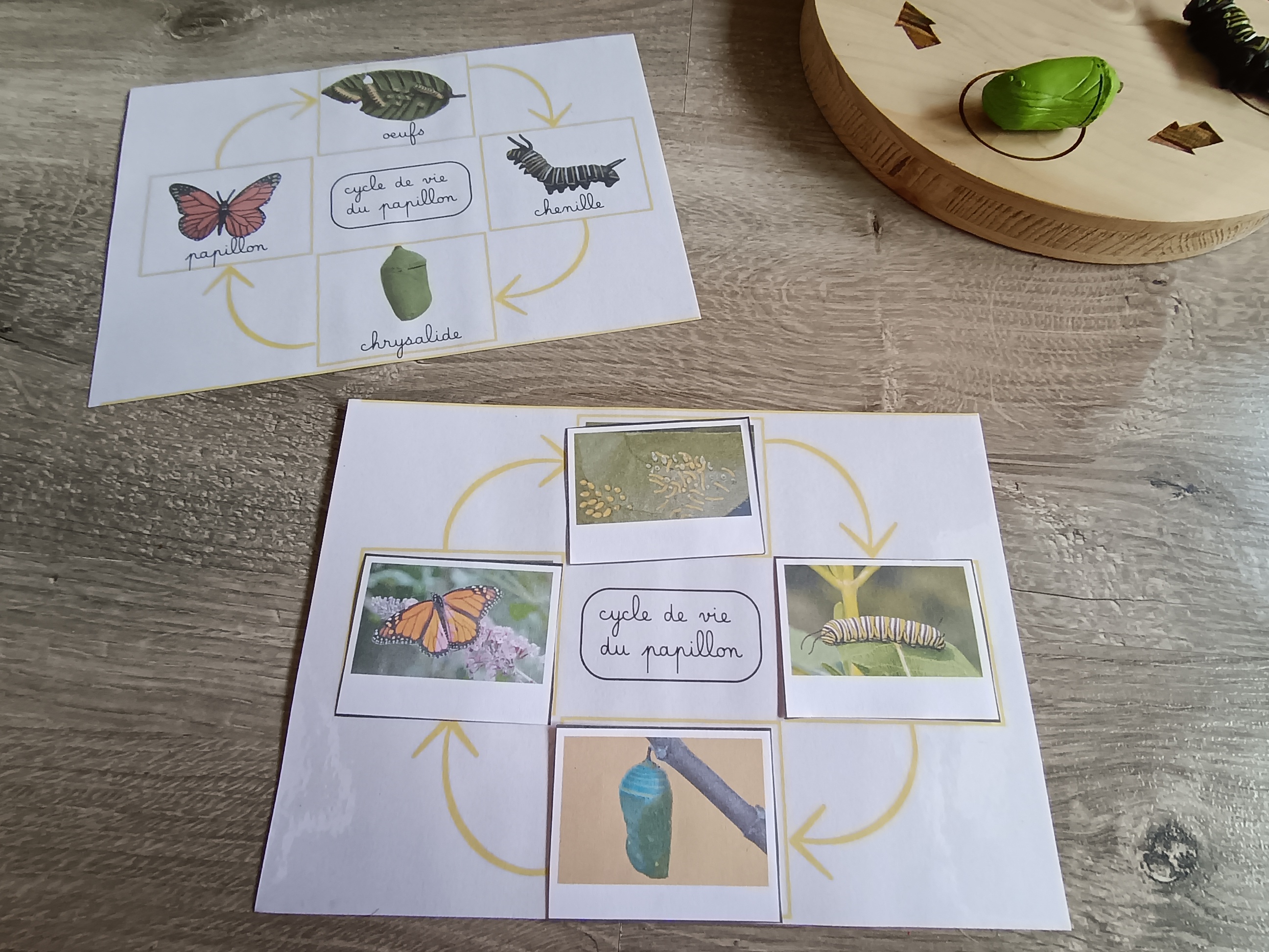 Cycle de développement du papillon