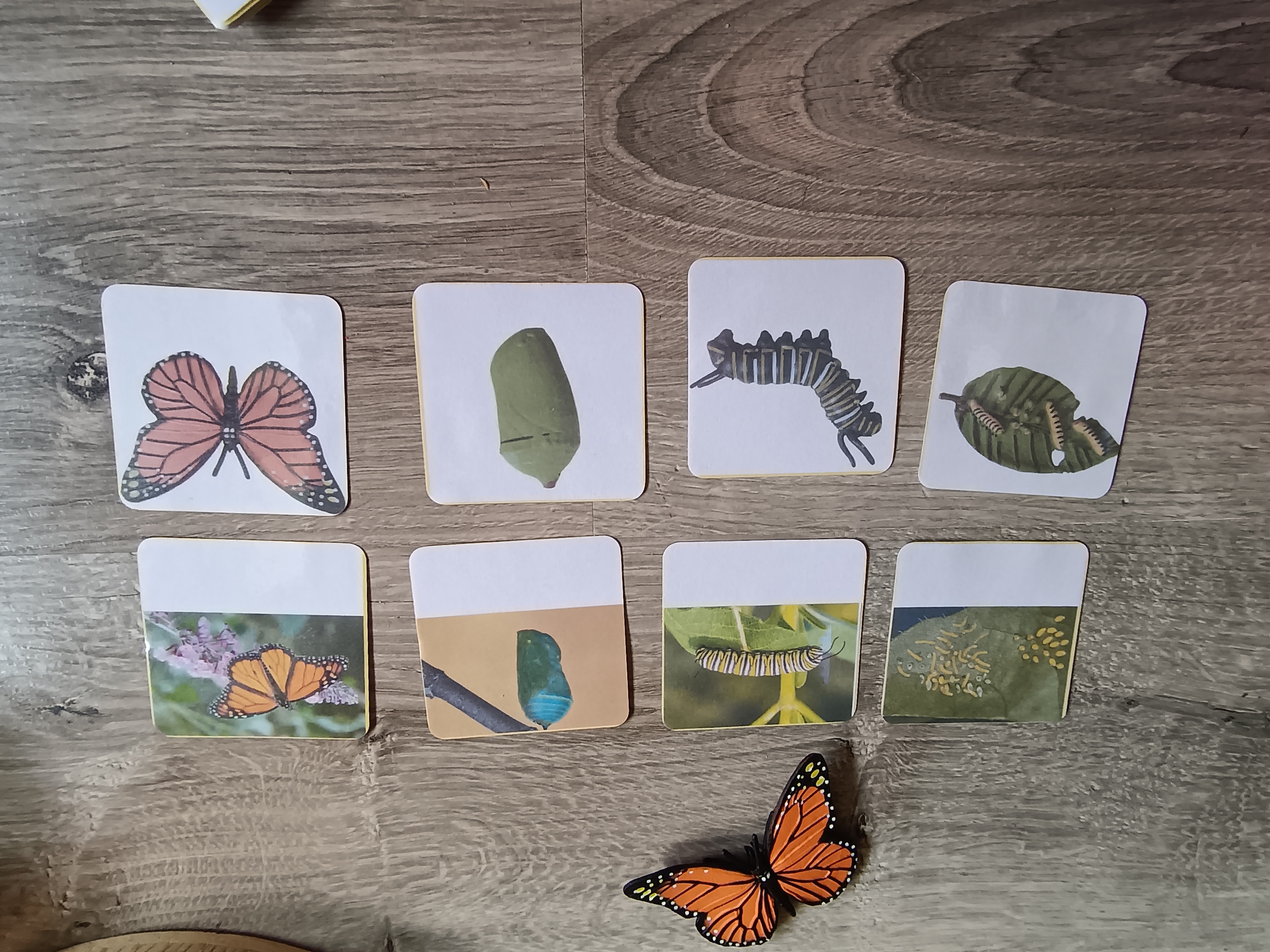 Cycle de développement du papillon