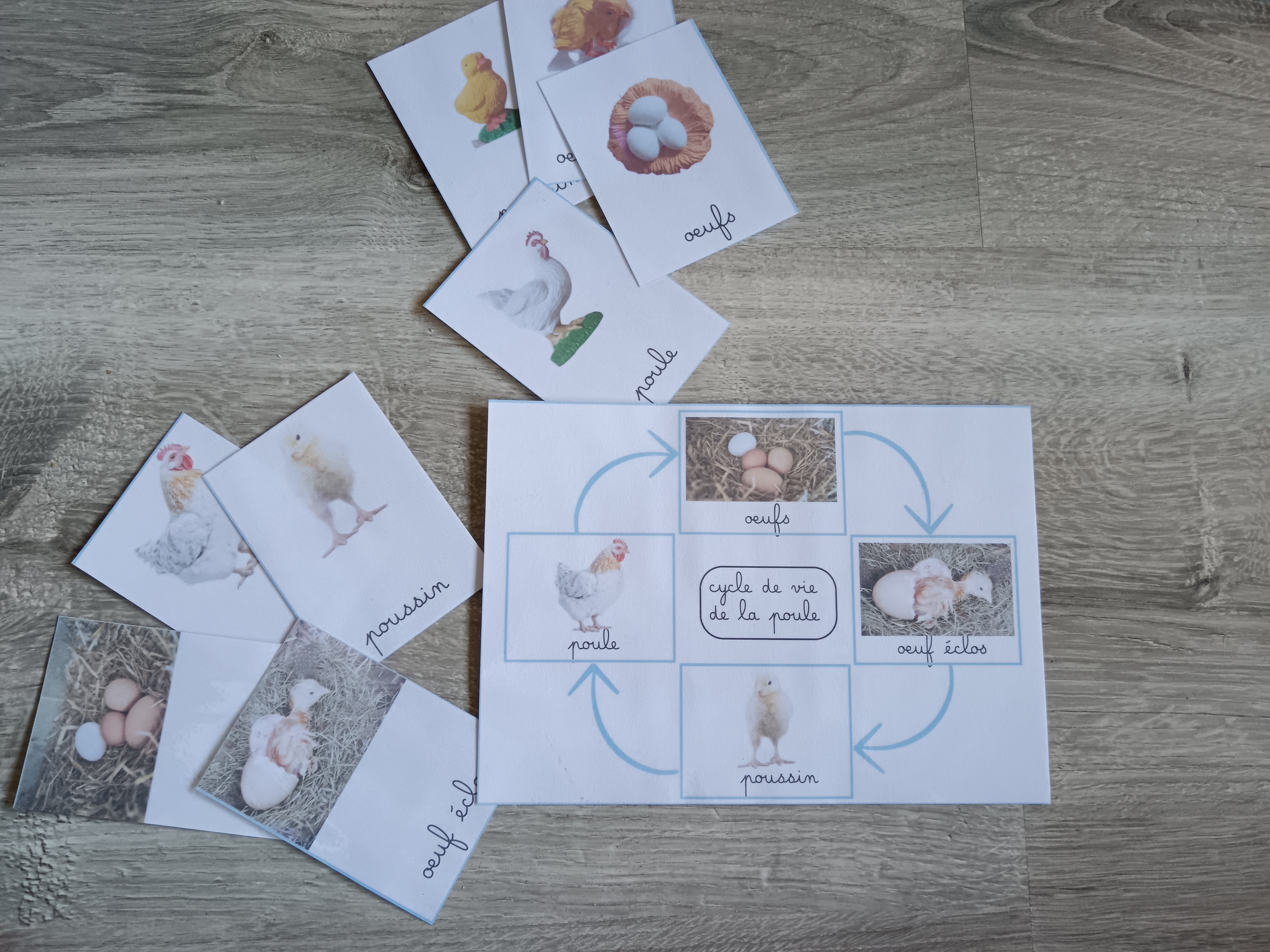 Cycle de développement de la poule