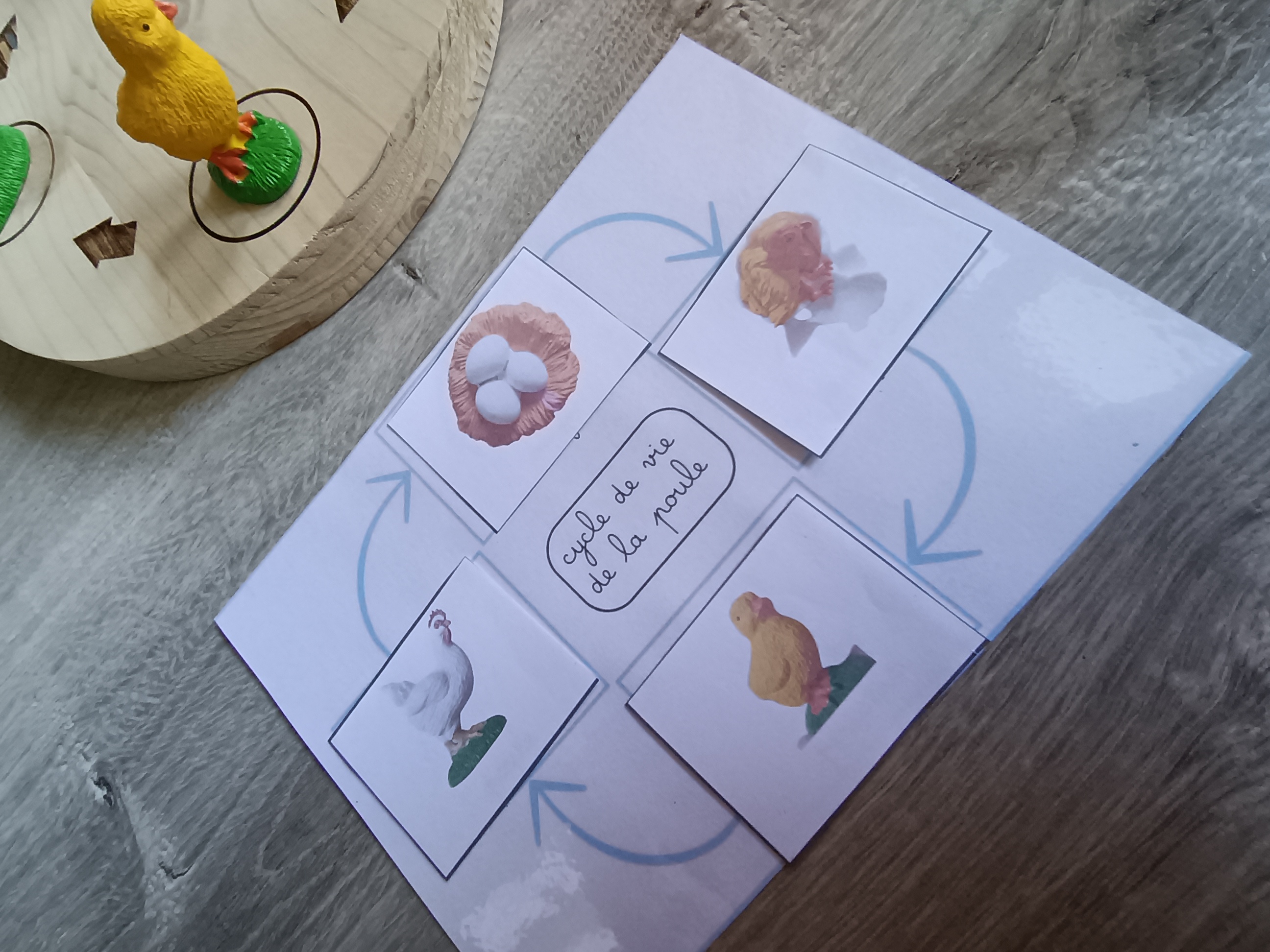 Cycle de développement de la poule