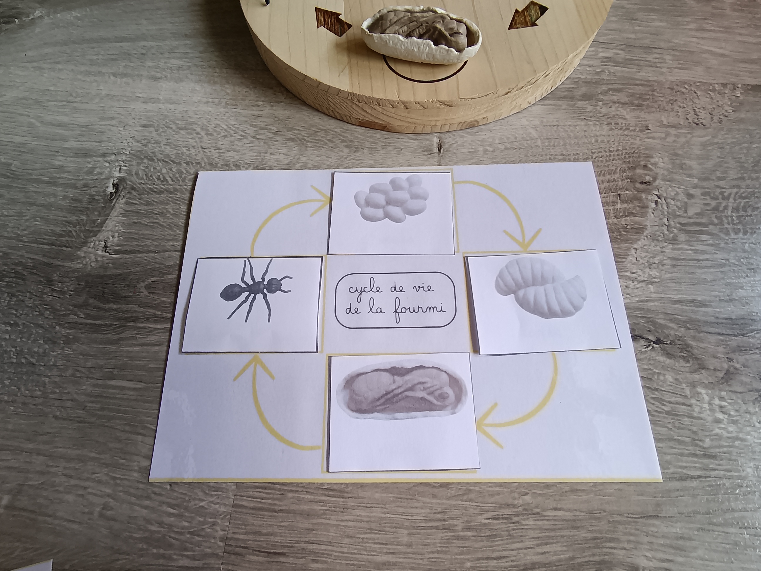 Pack de 6 cycles de développement