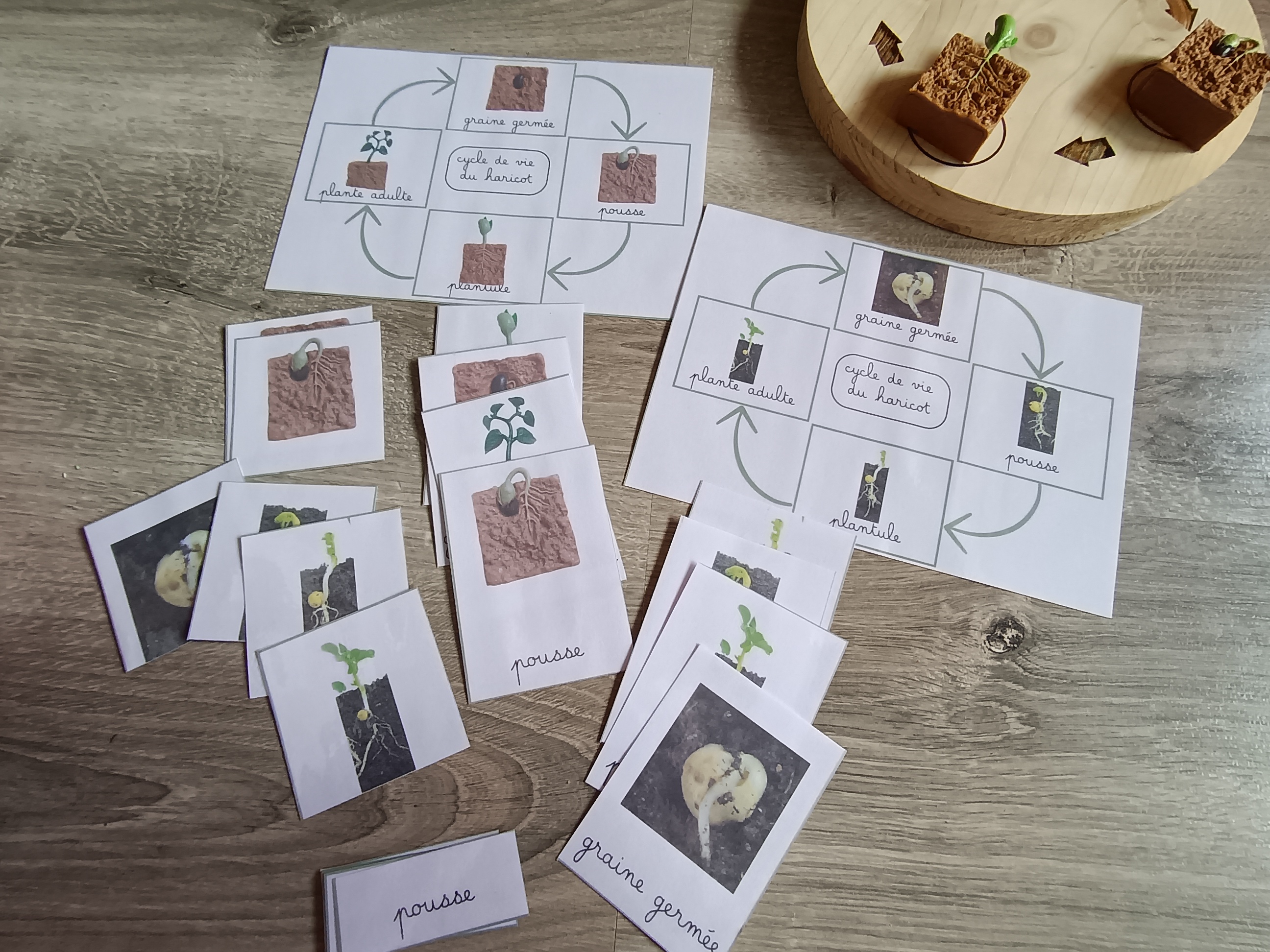 Pack de 6 cycles de développement