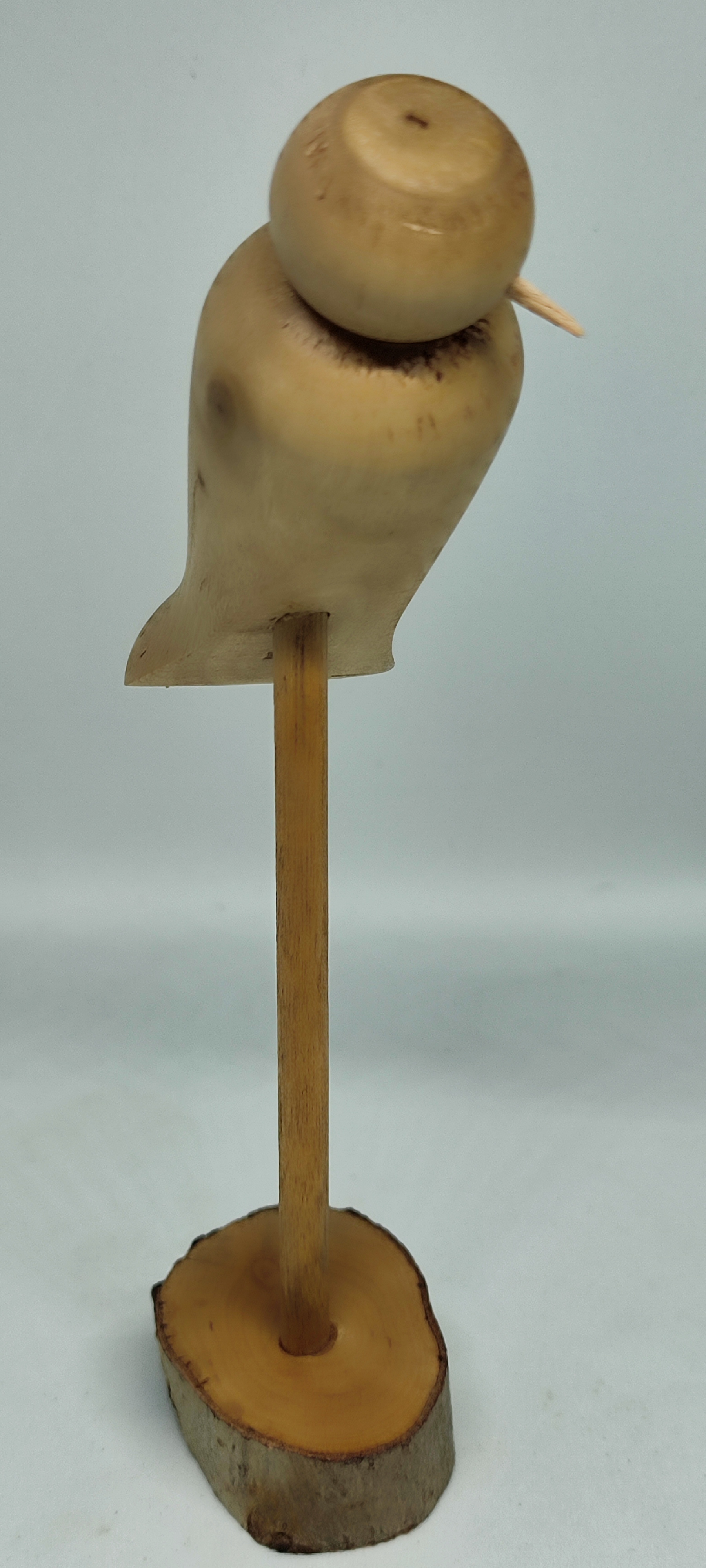 Oiseau en eucalyptus