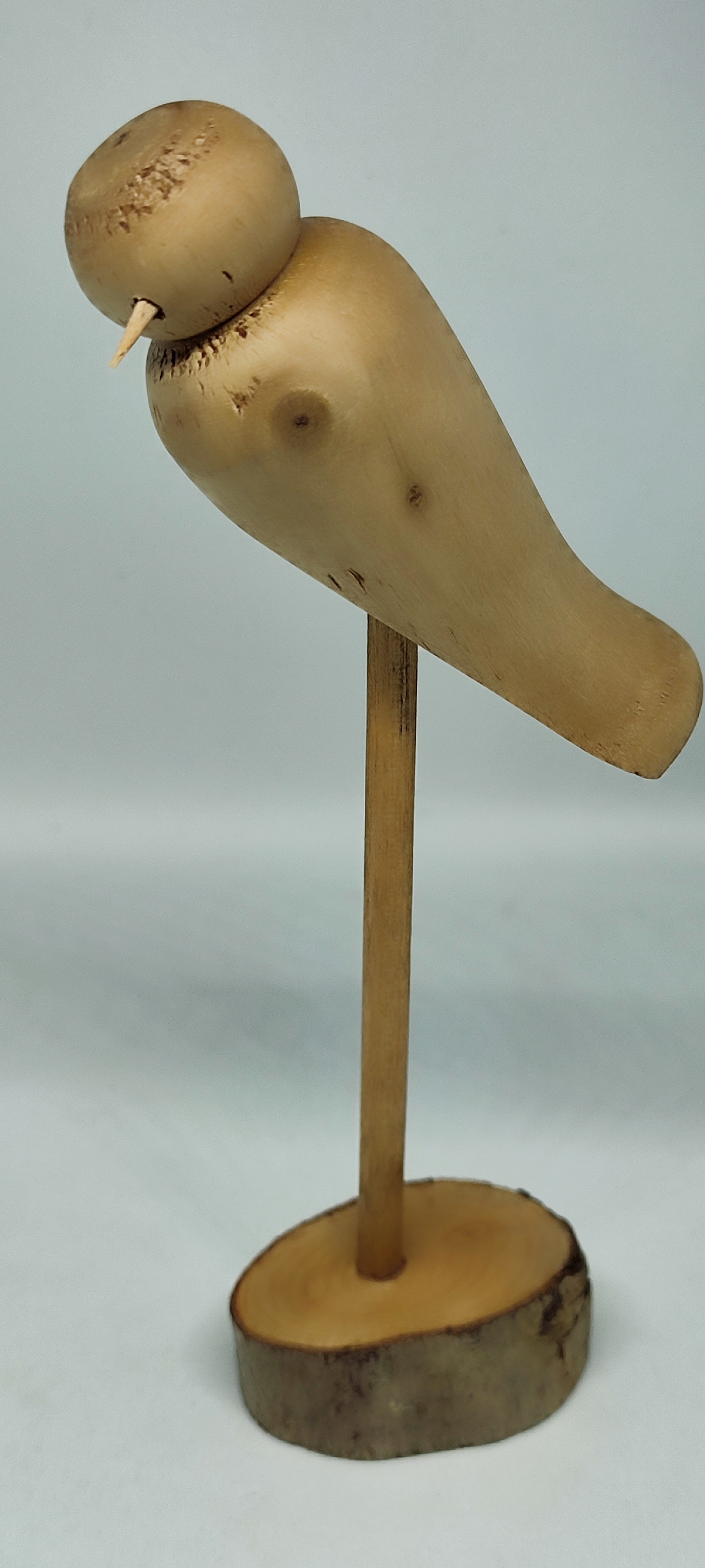 Oiseau en eucalyptus