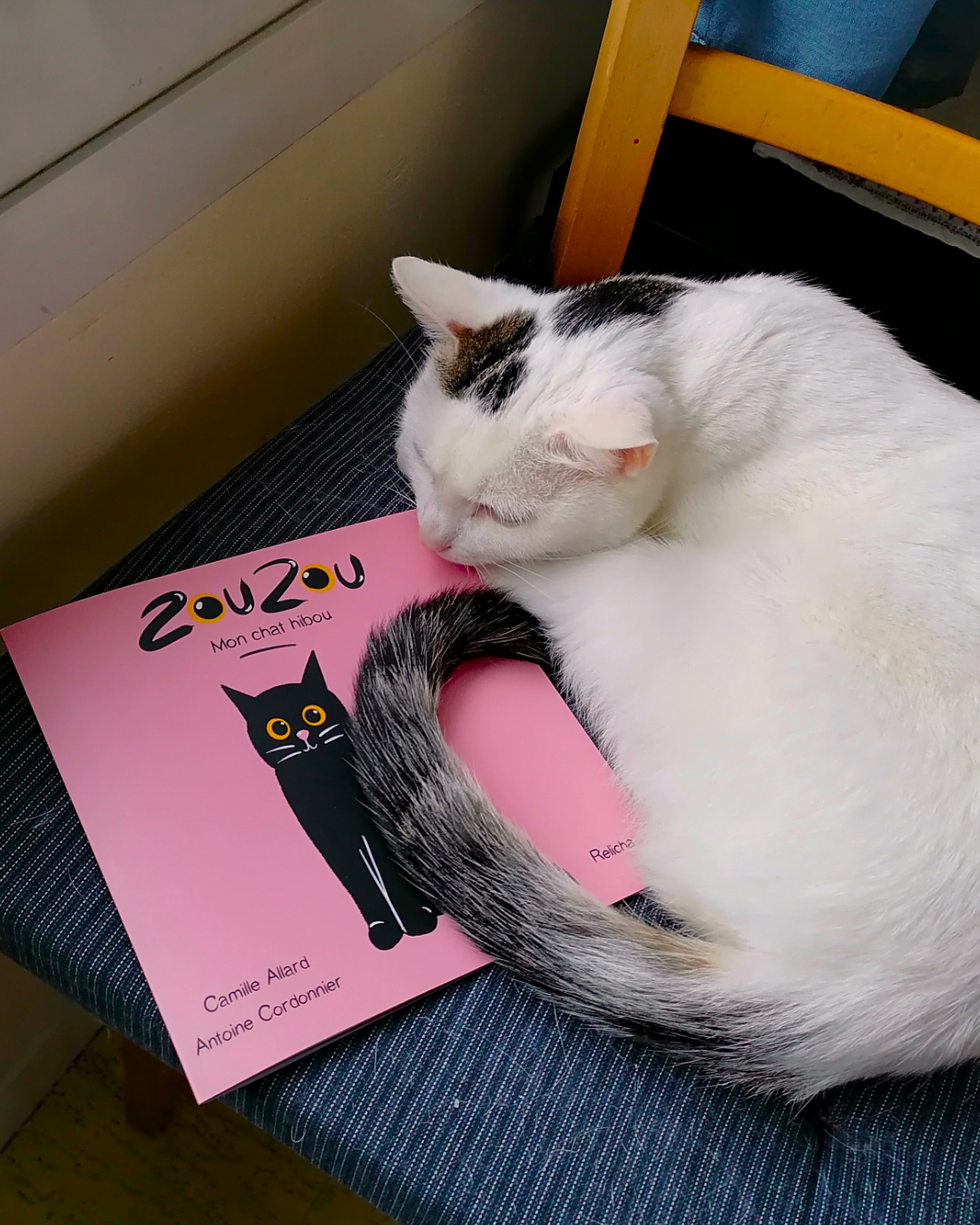 Zouzou, mon chat hibou