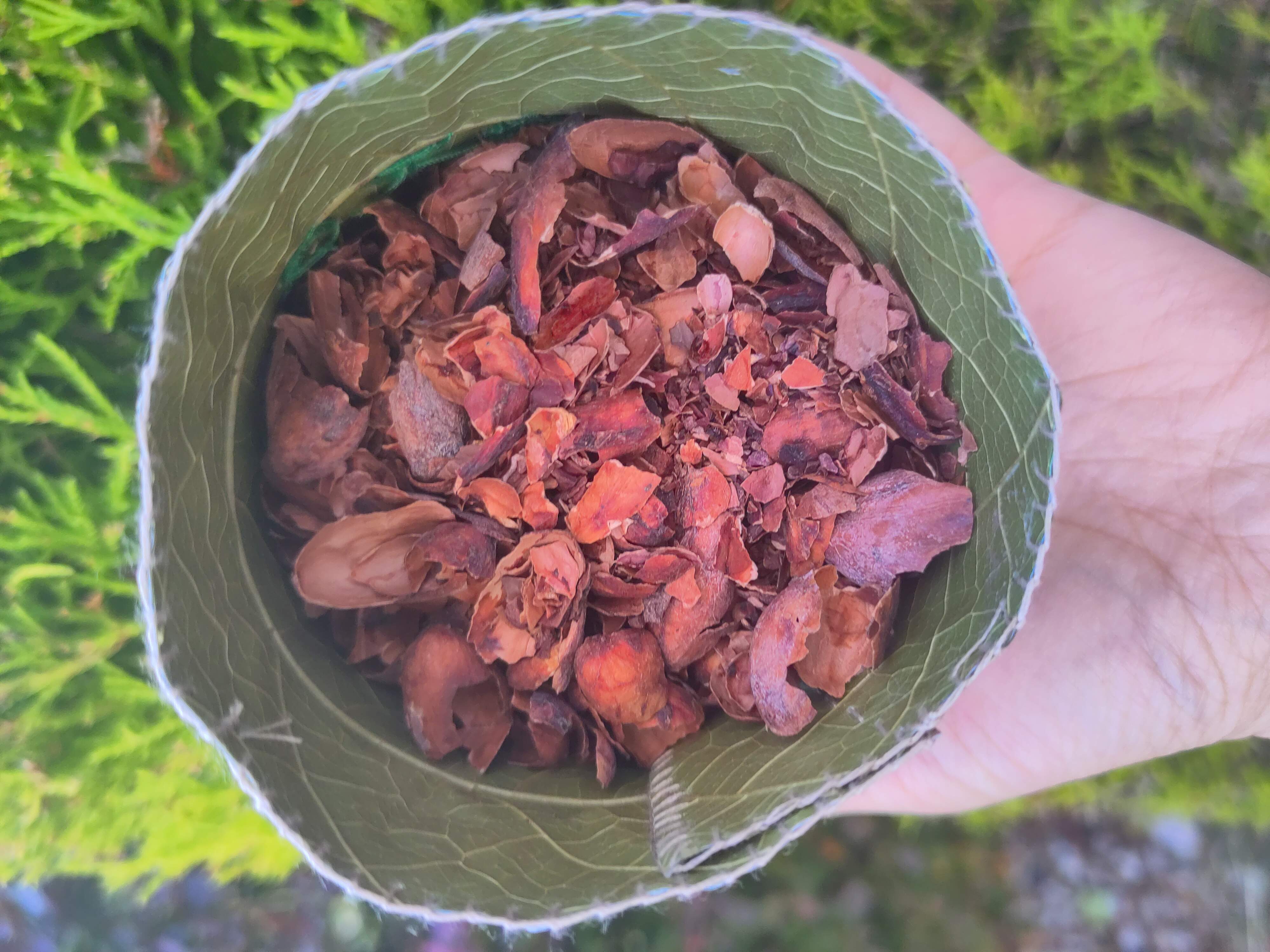 AYA Pacha Cacao Leaf Box