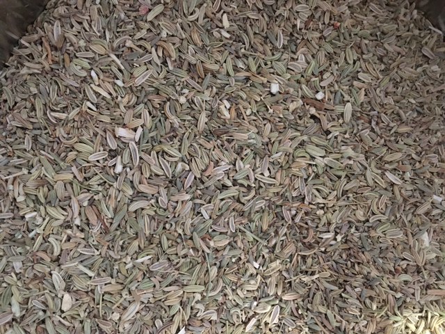 Fenouil semences bio en vrac