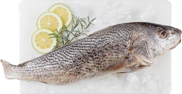 Corvina Eviscerada limpa p/ assar