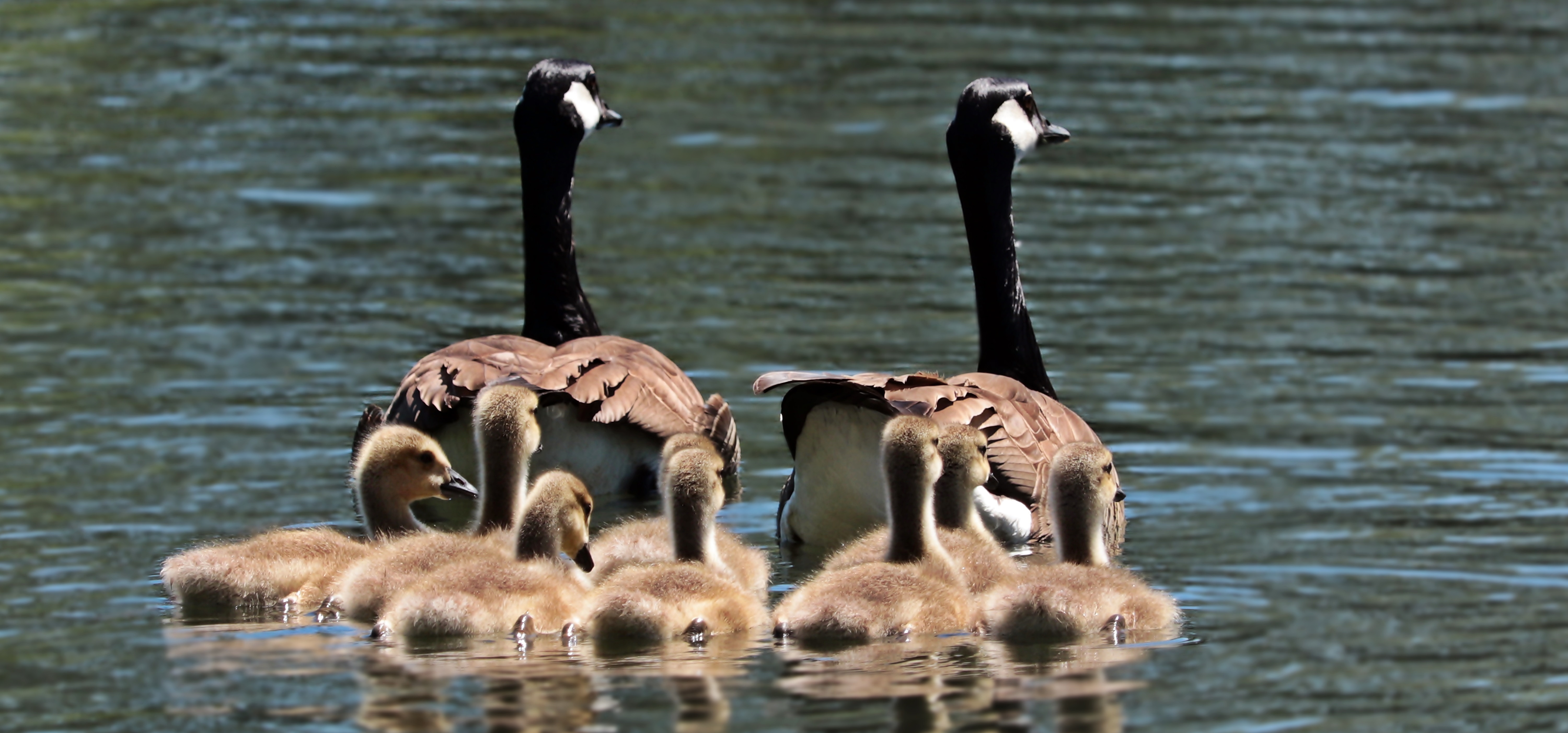 Familia