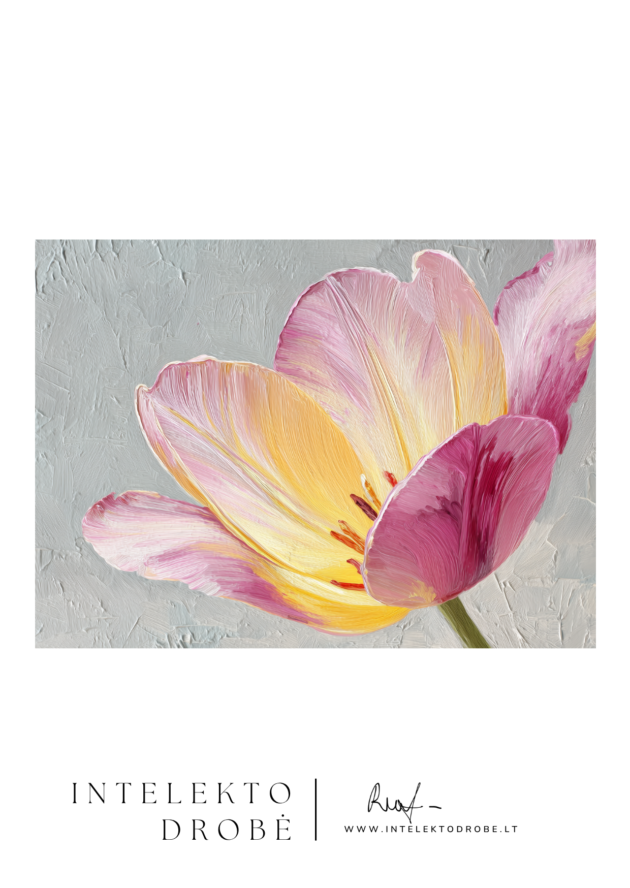 Aušros akvarelės tulipanas