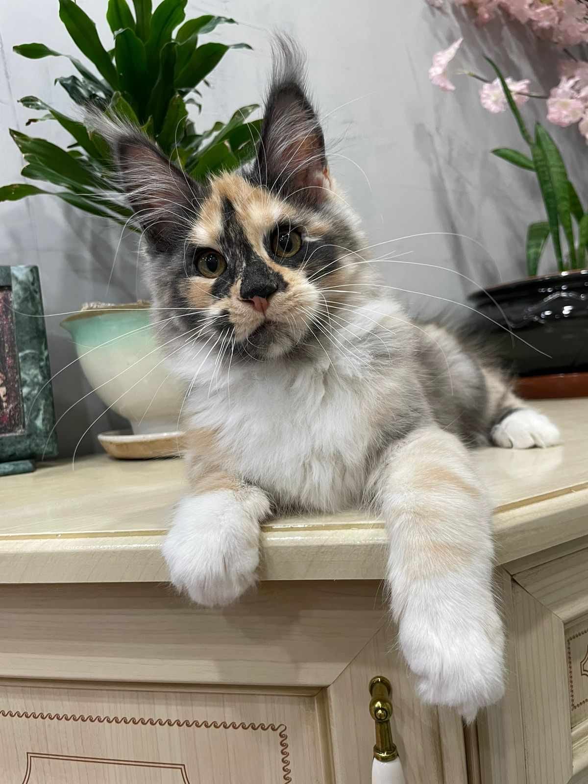 Tissa