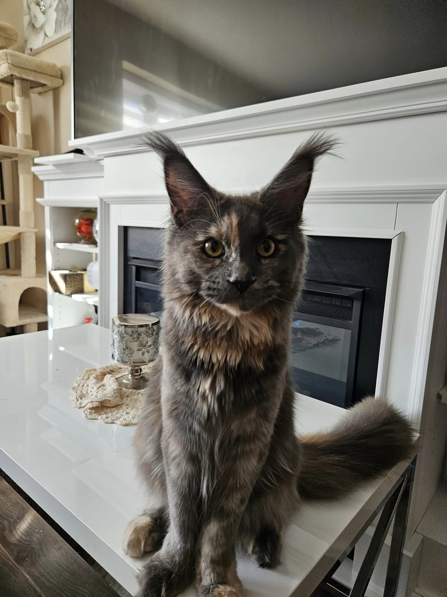Kamelia