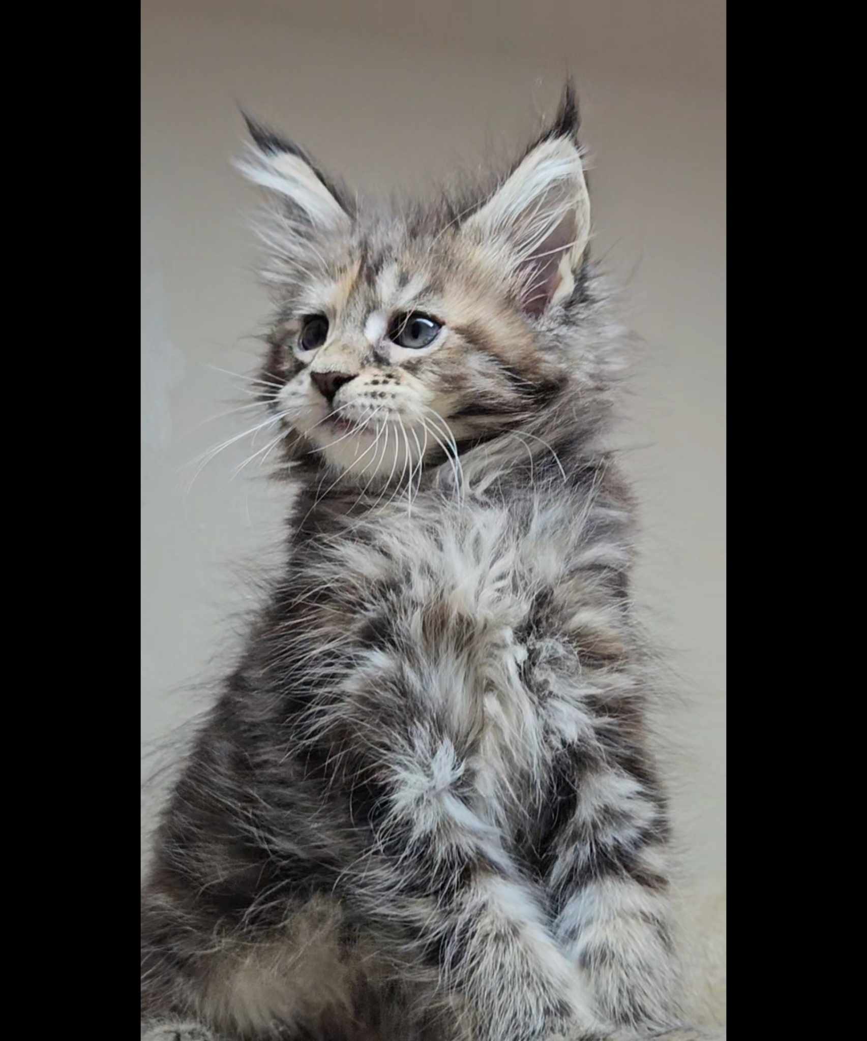 Kitten 14 (SOLD)