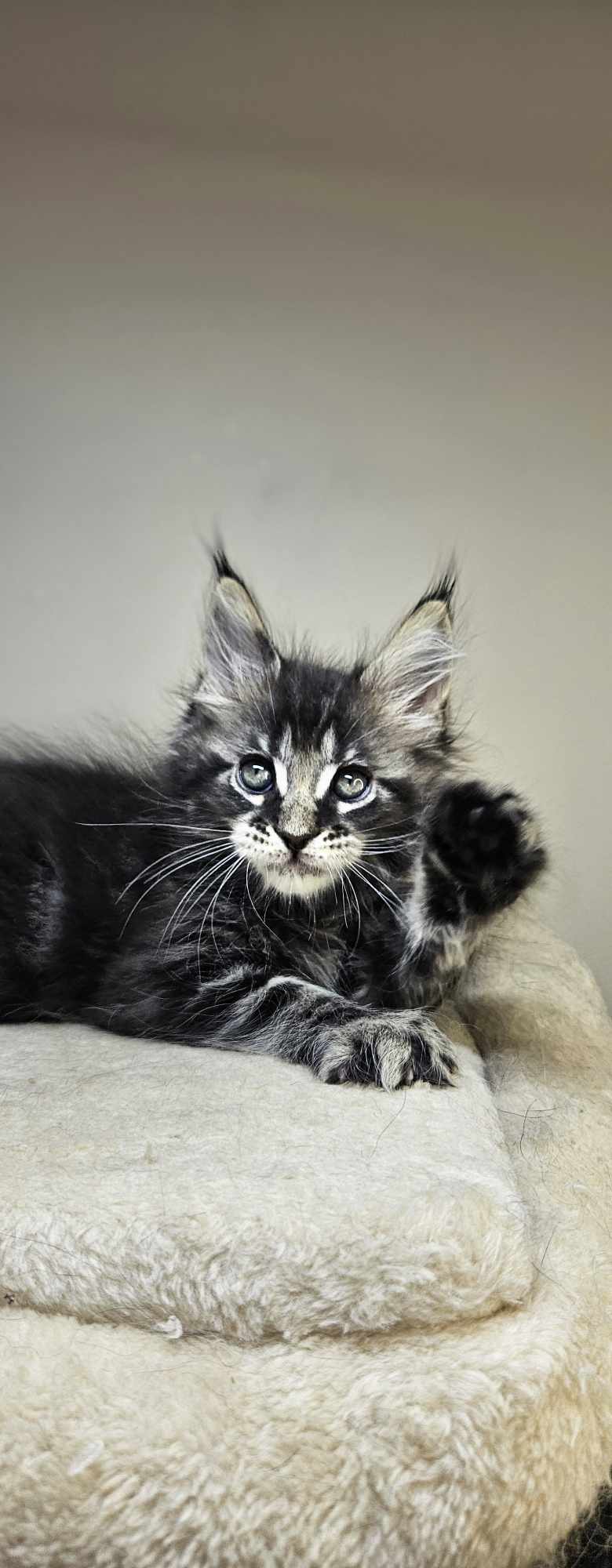 Kitten 16 (SOLD)