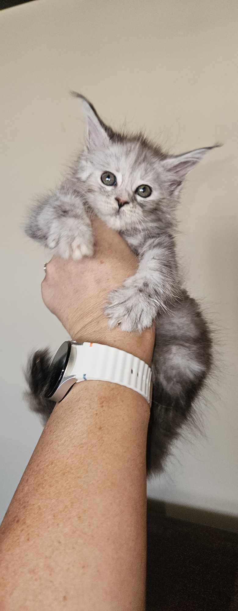 Kitten 17 (SOLD)