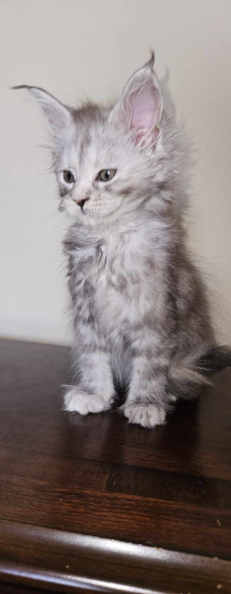 Kitten 17 (SOLD)