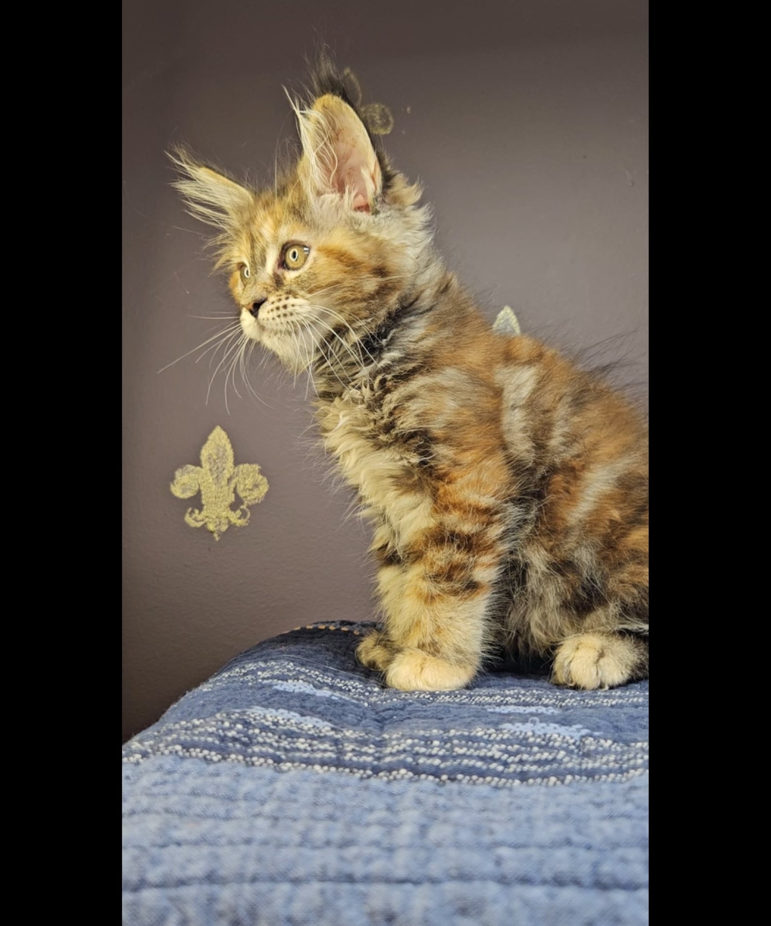 Kitten 18 (SOLD)