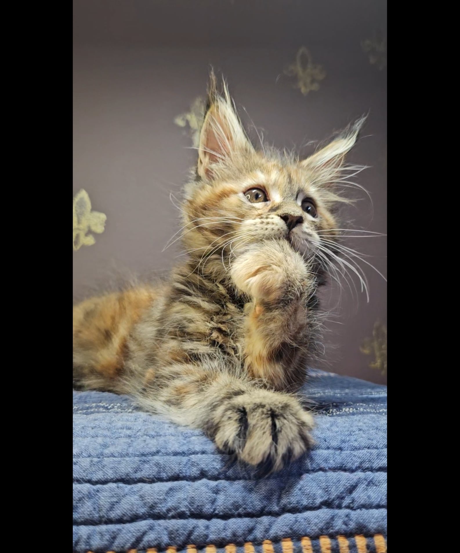 Kitten 18 (SOLD)