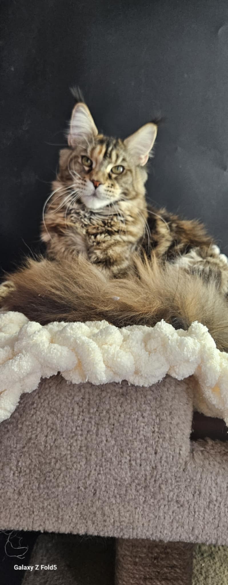 Kitten 23 (NOT AVAILABLE)