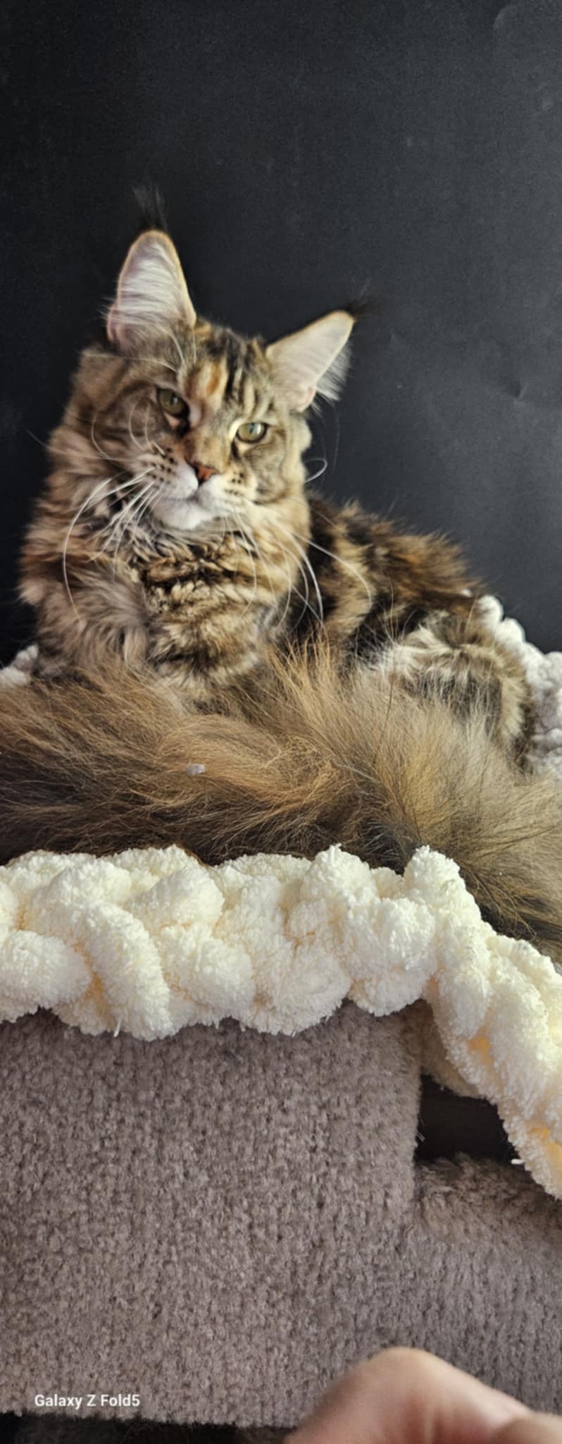 Kitten 23 (NOT AVAILABLE)
