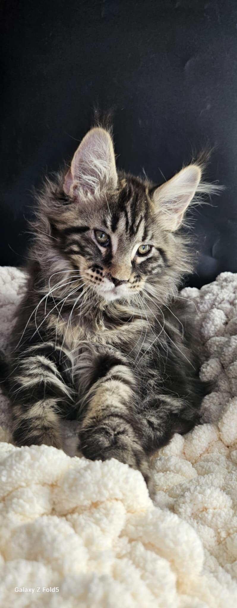 Kitten 24 (SOLD)