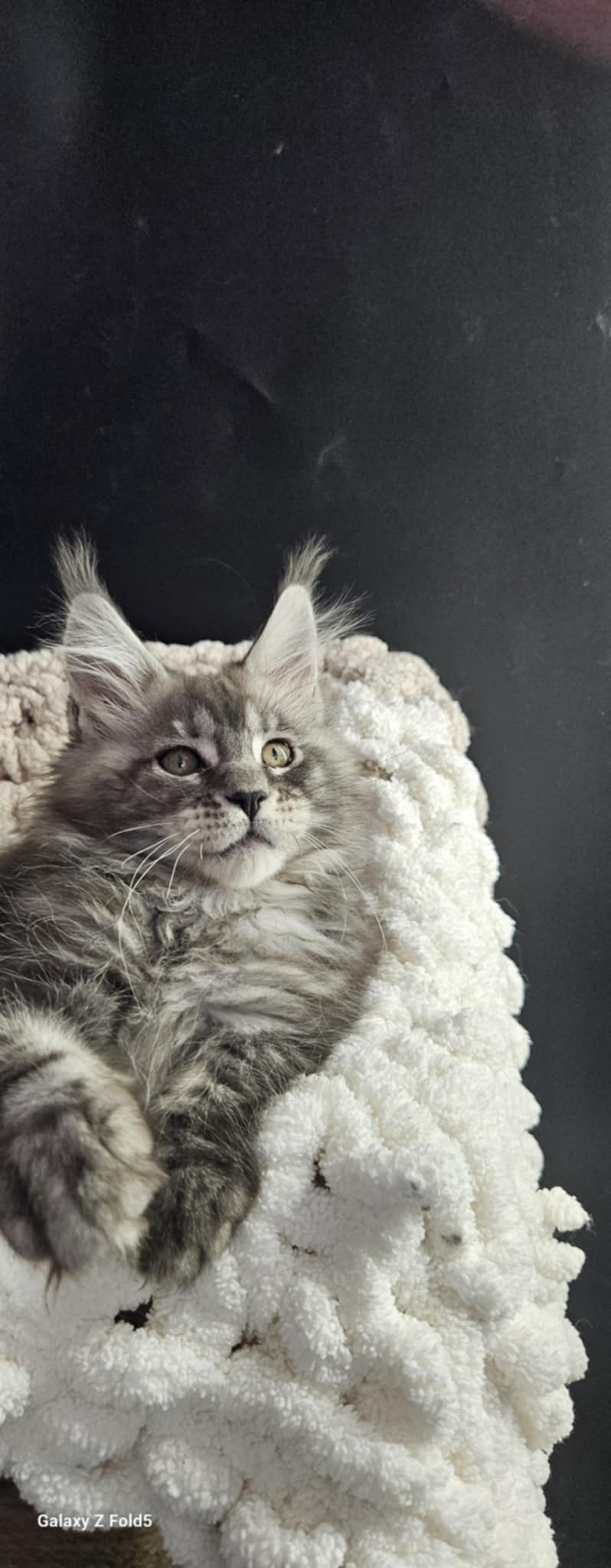 Kitten 25B (SOLD)