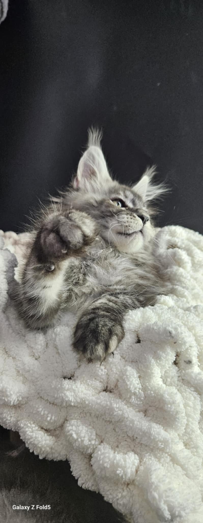 Kitten 25B (SOLD)