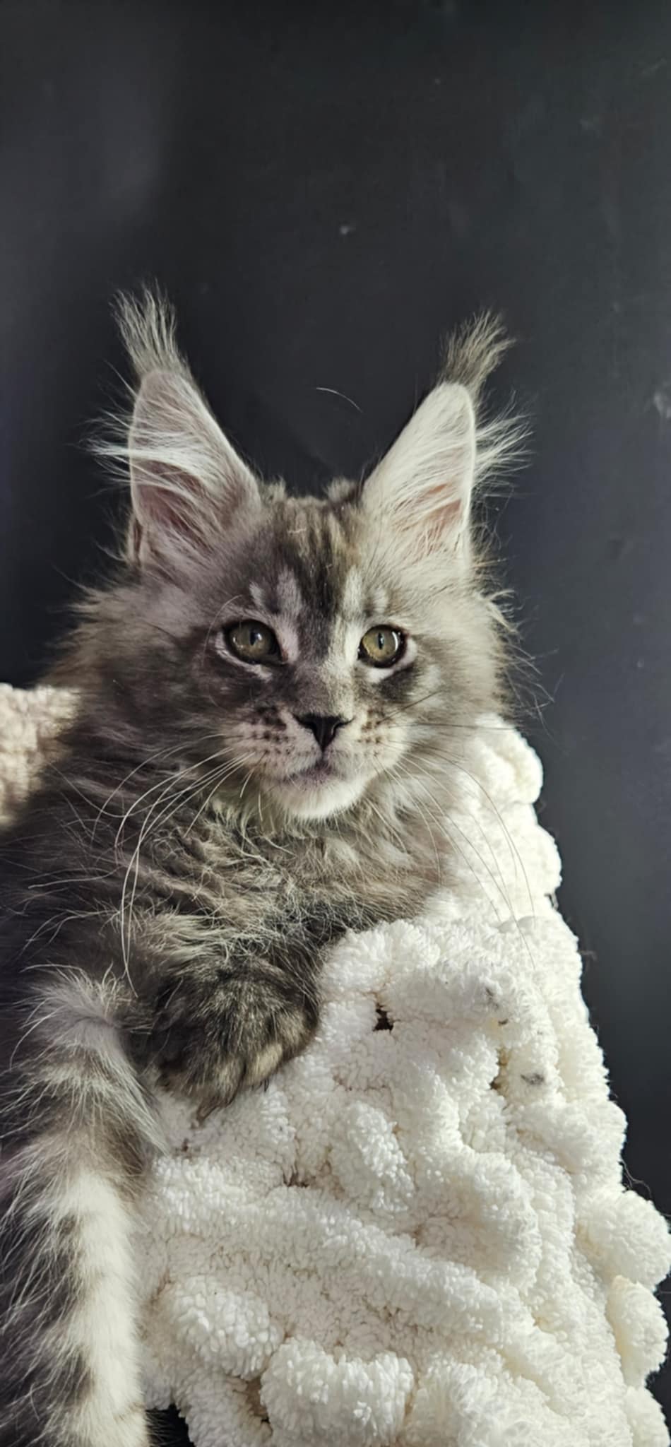 Kitten 25B (SOLD)