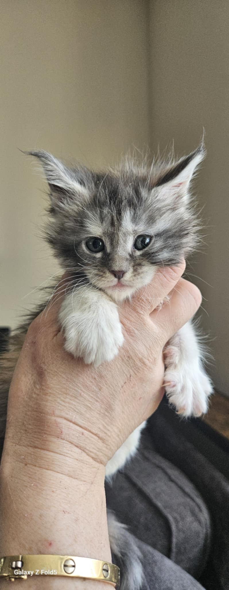 Kitten 25A (SOLD)