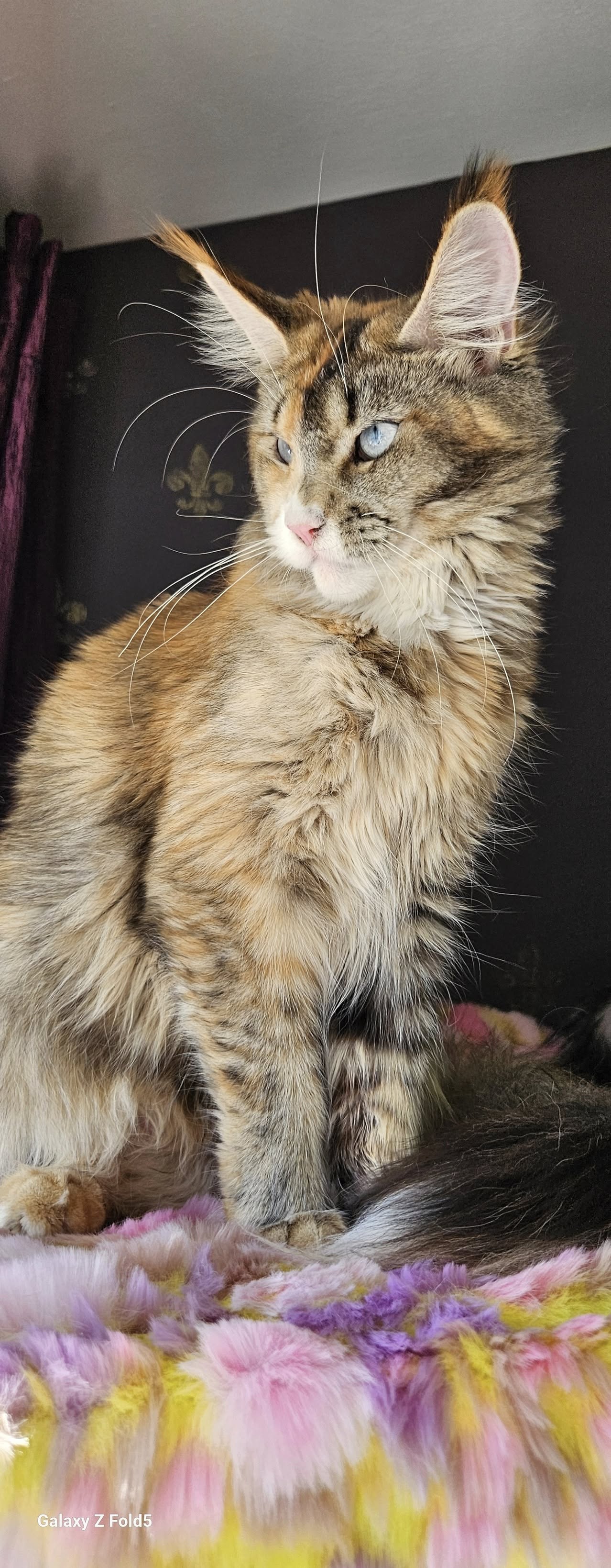 Bella