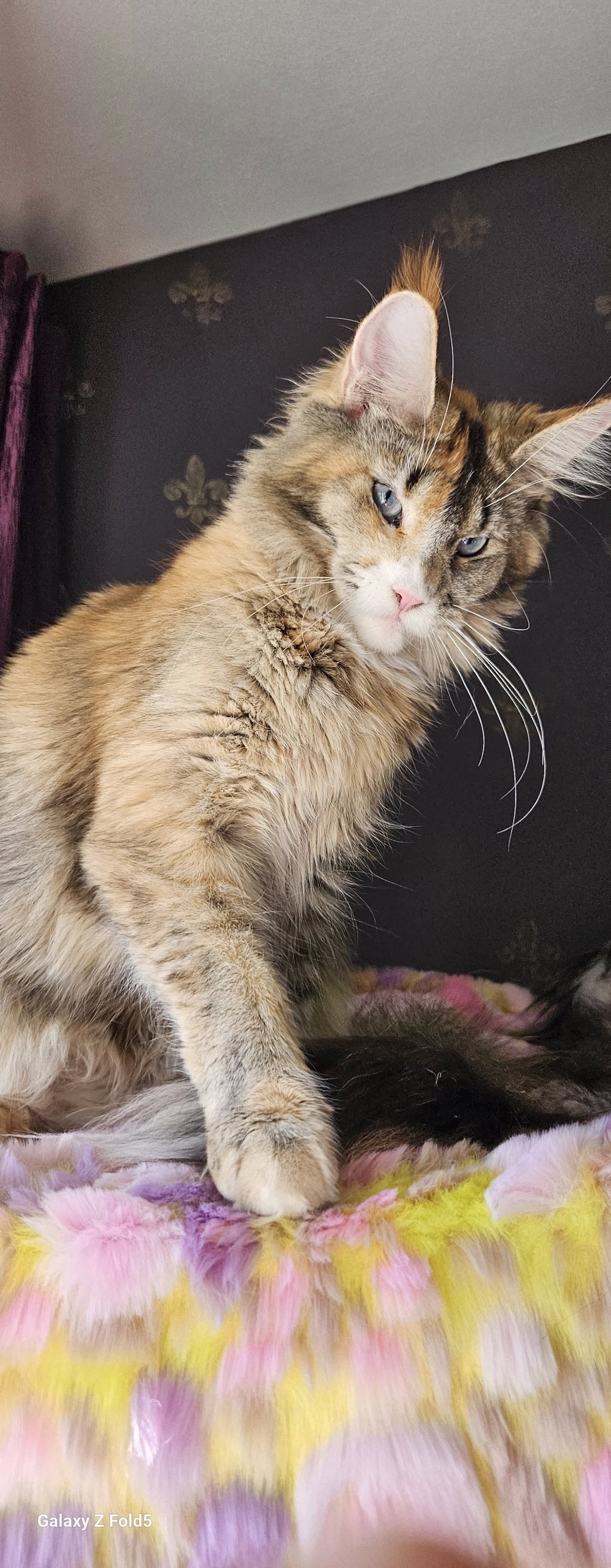 Bella