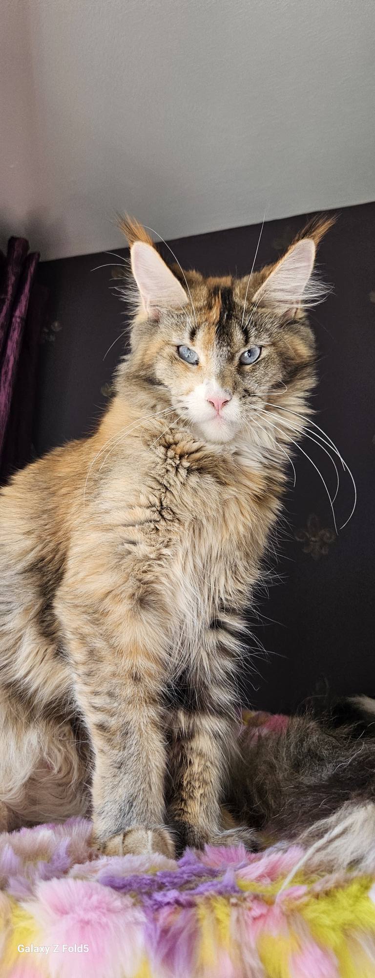 Bella