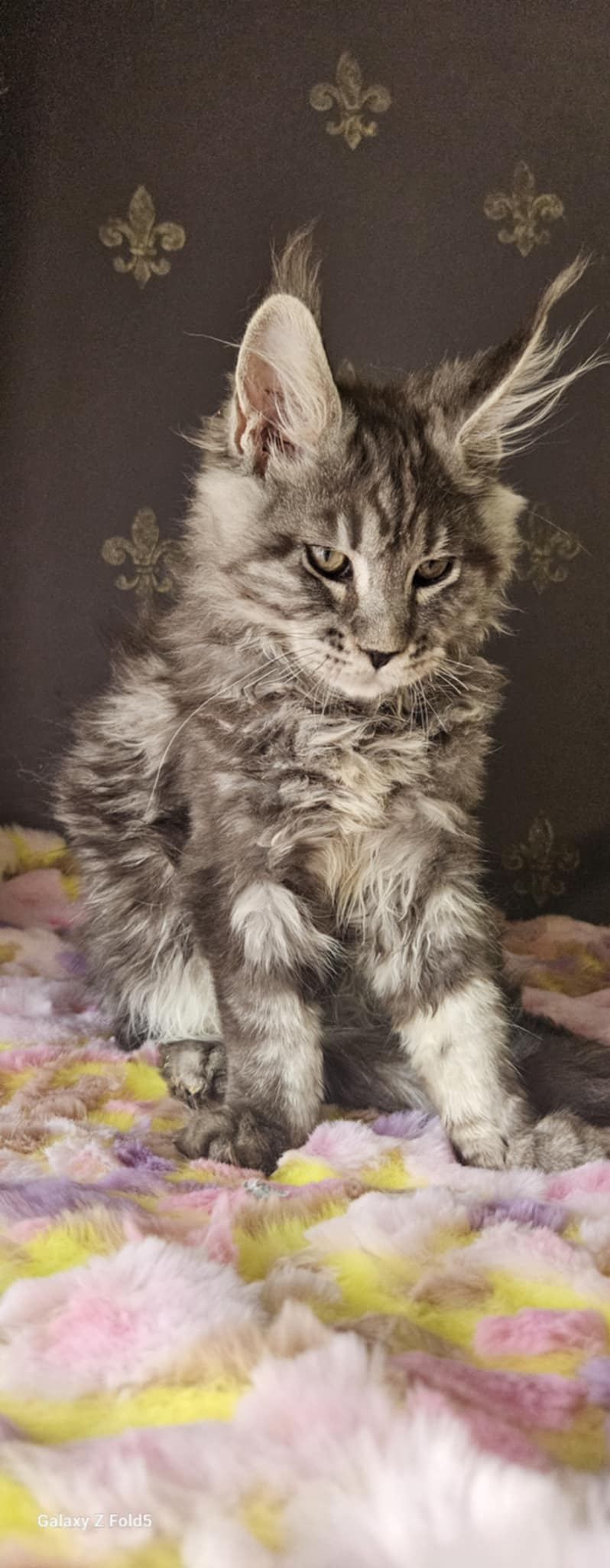 Kitten 28 (SOLD)