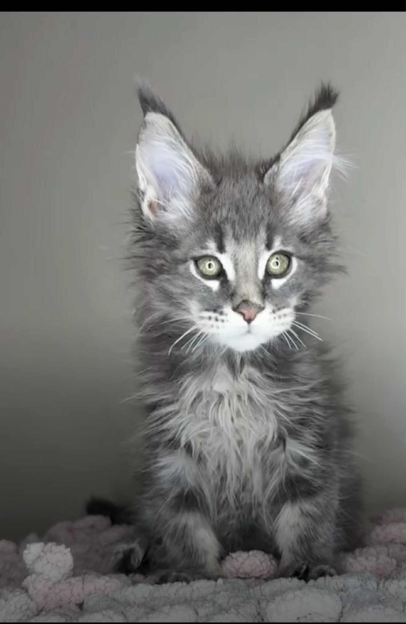 Kitten 37 (SOLD)