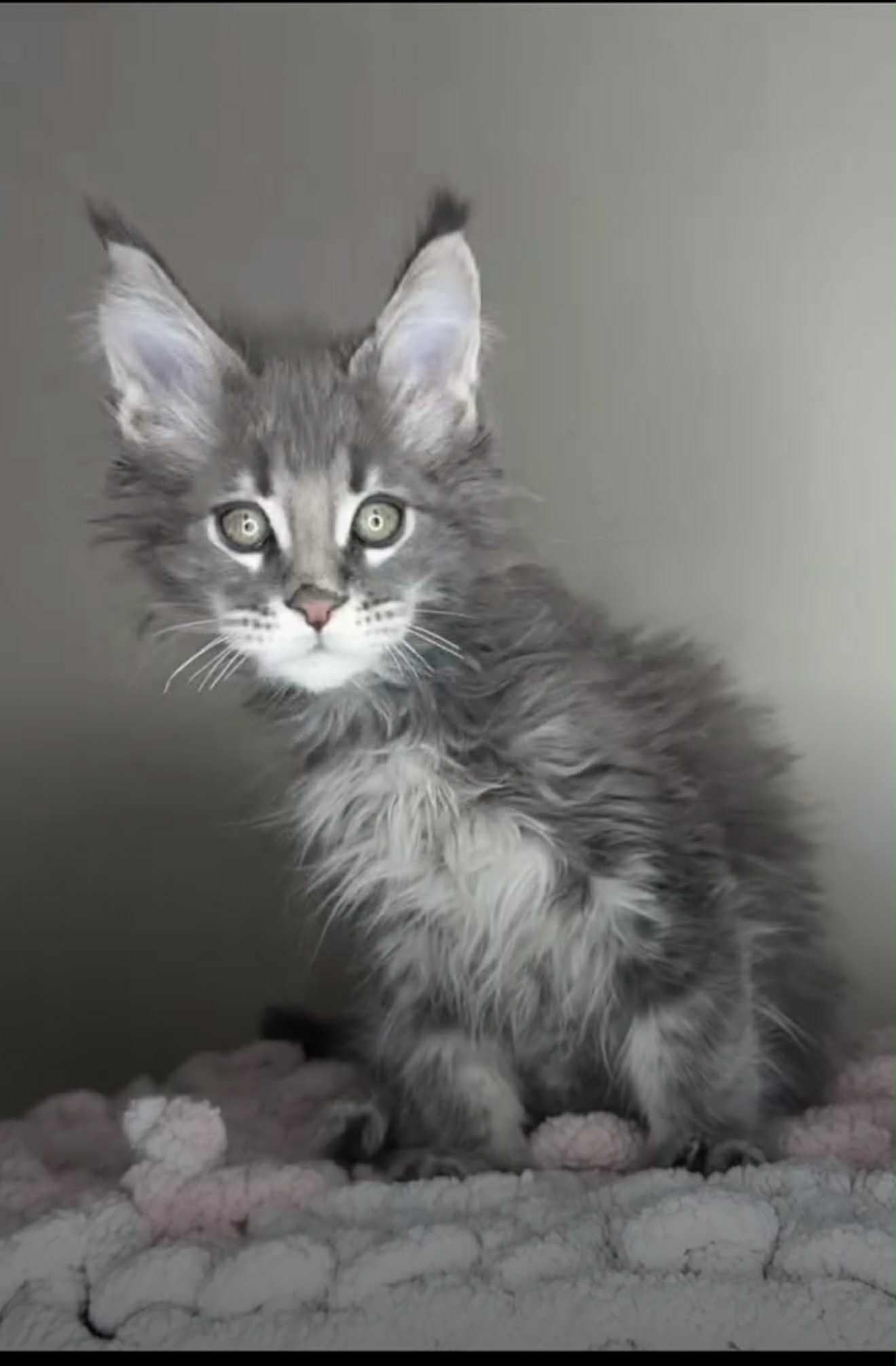 Kitten 37 (SOLD)