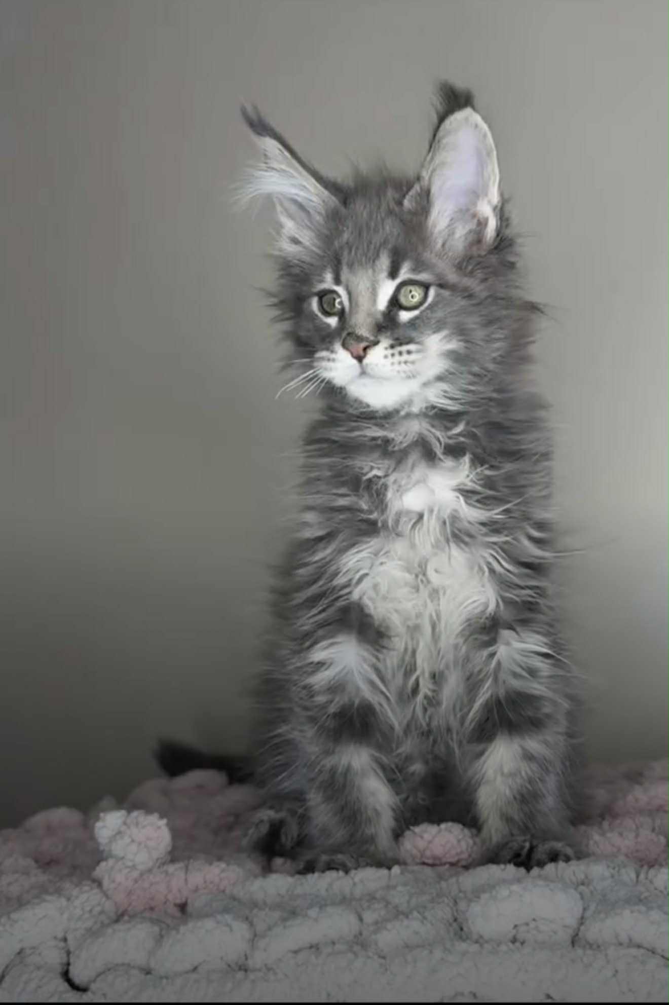 Kitten 37 (SOLD)